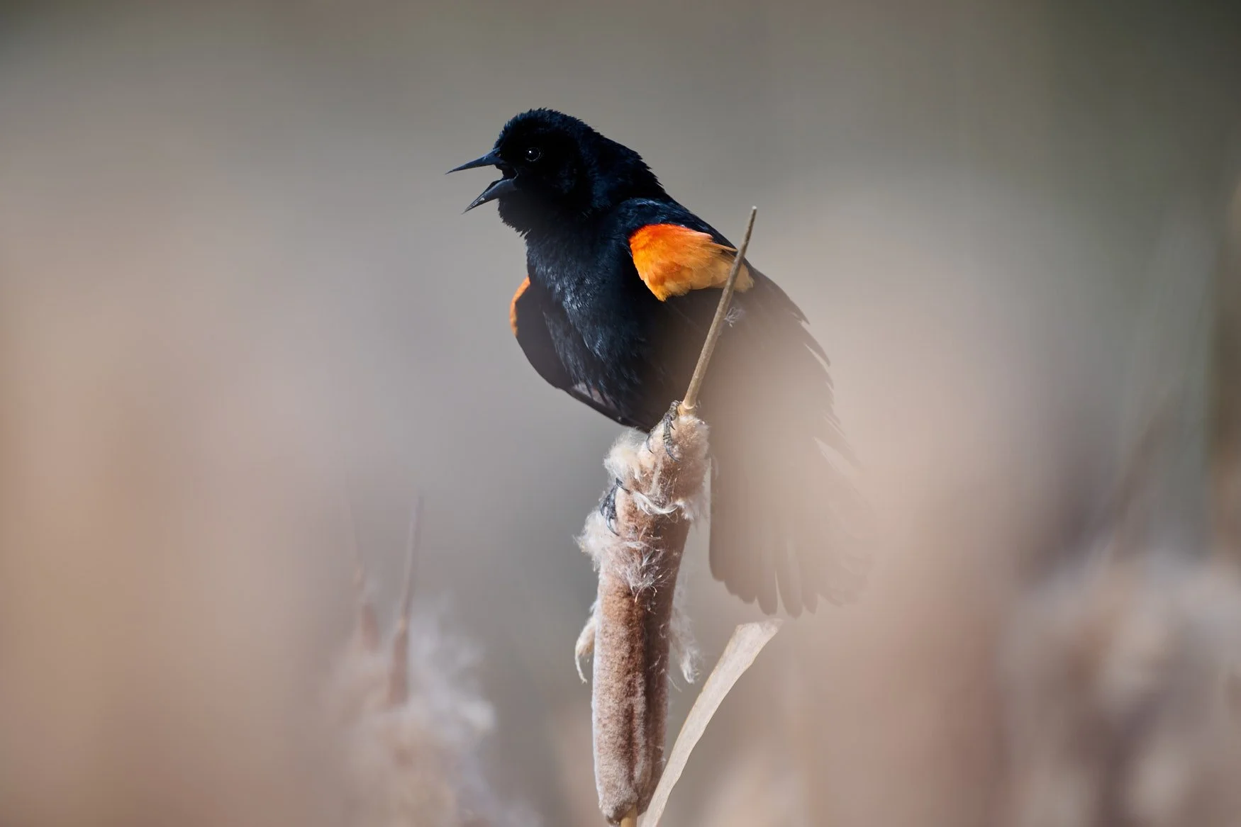 Redwing blackbird in a marsh