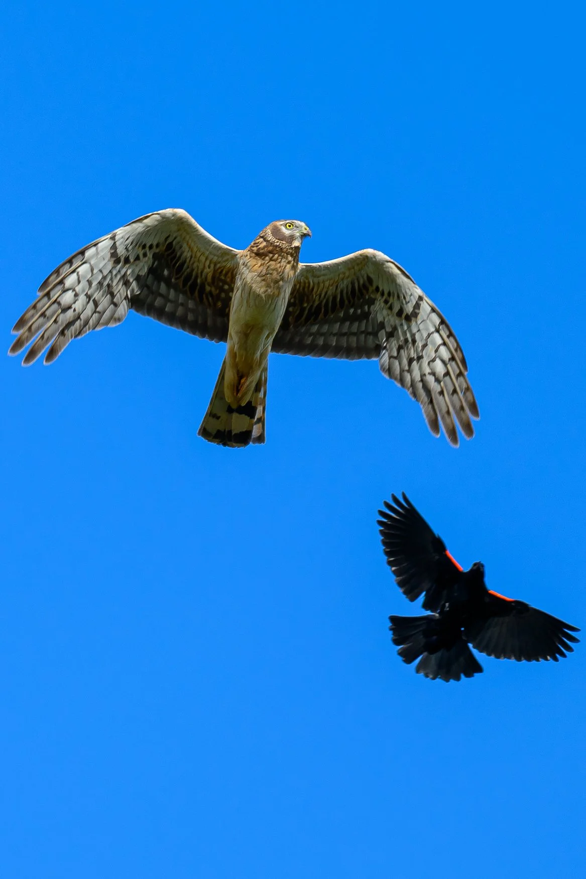 Sample photo taken with the Nikon Z5II and the NIKKOR Z 180-600mm f/5.6-6.3 VR lens