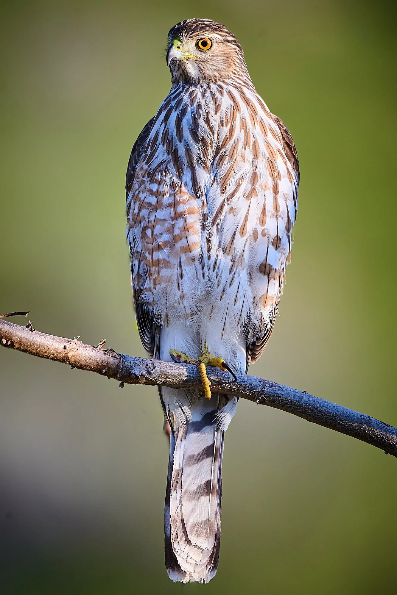 Robert G Allen Photography 2026_Z520155.jpg