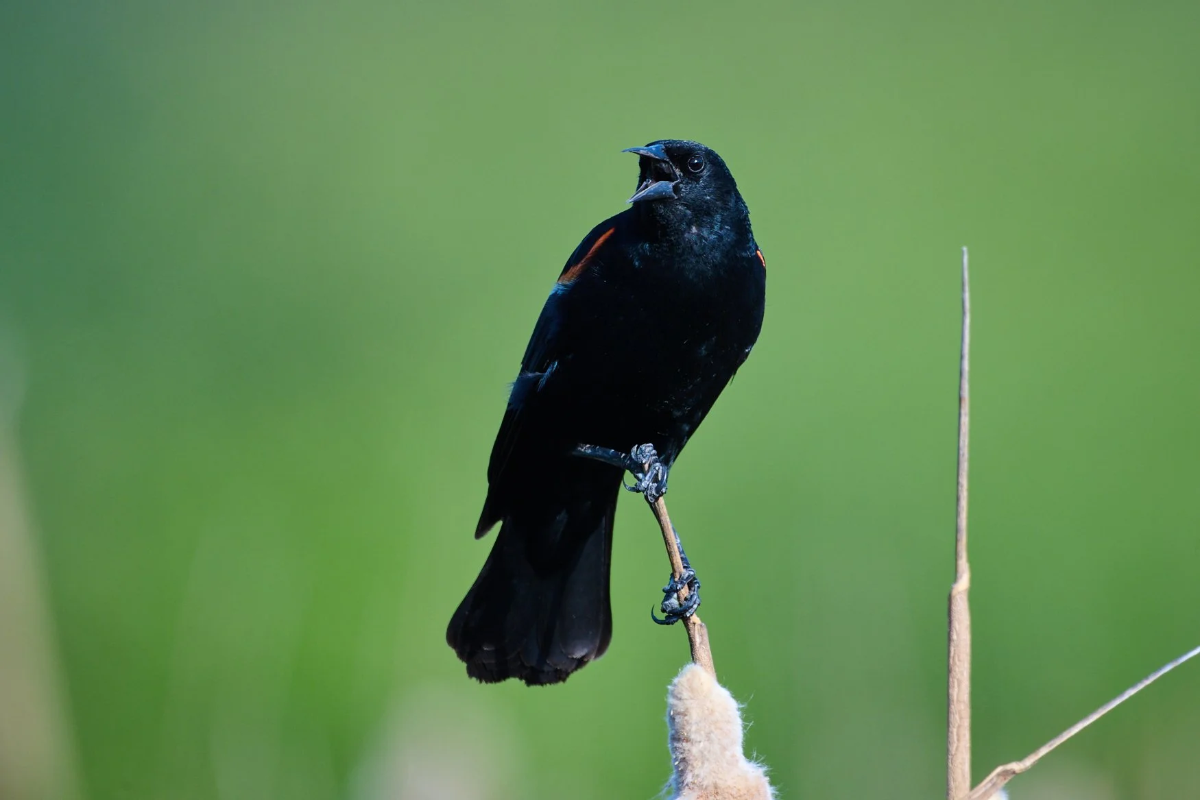 A male Red-Wind black bird shouts out that this is his territory.