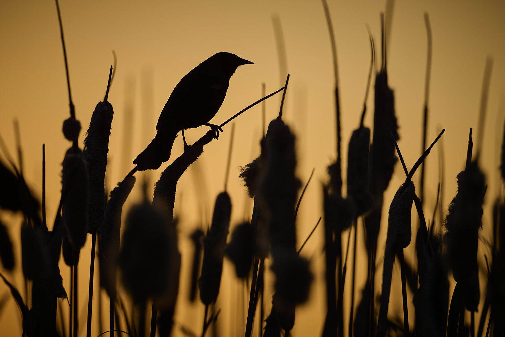 Robert G Allen Photography 2026 _NZF1126.jpg