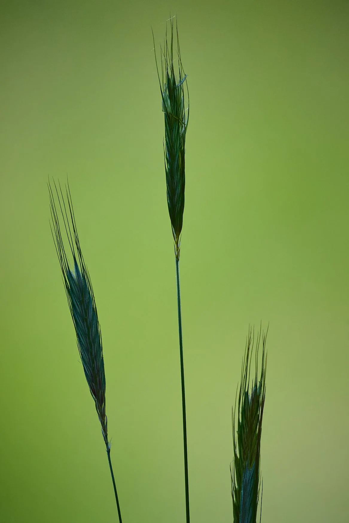 One of the benefits of shooting at 1200mm is that it has the ability to completely render the background out of focus, giving your subject all the attention in the frame.