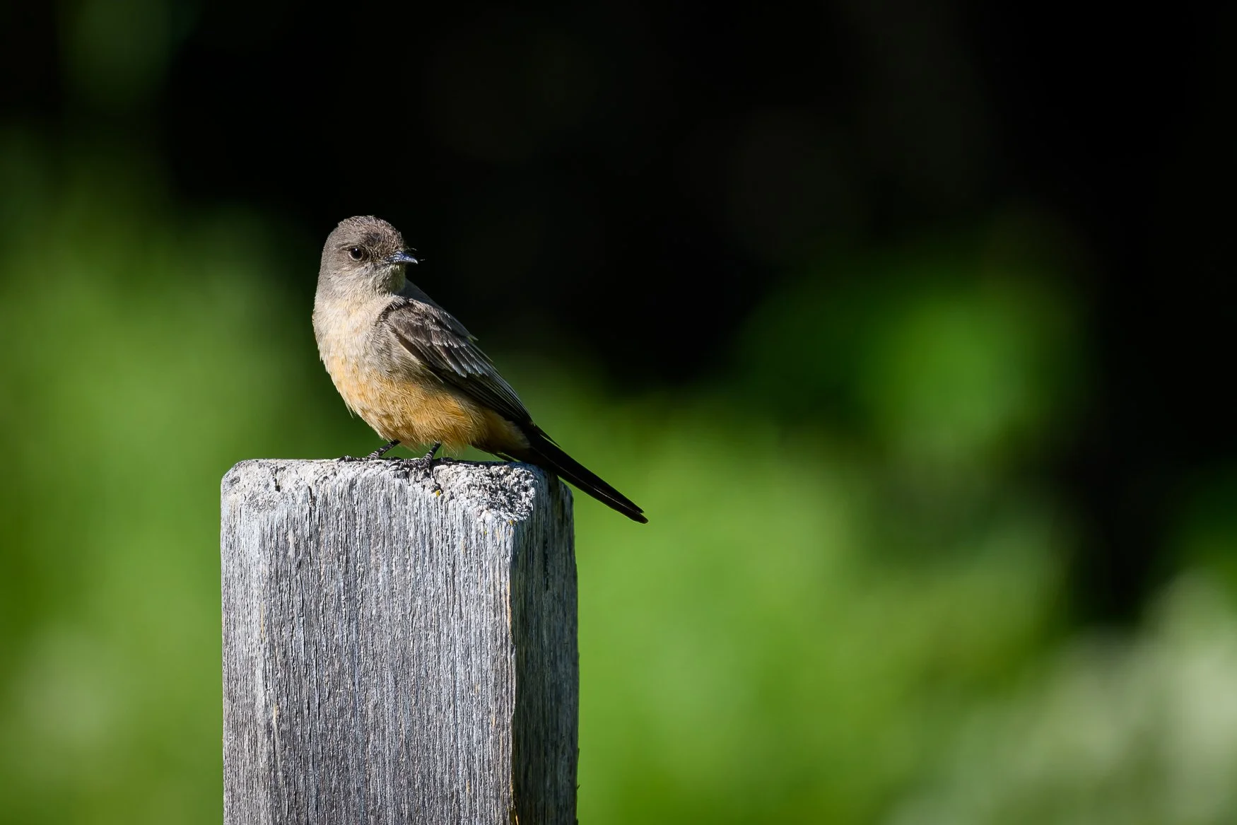 Sample photo taken with the Nikon Z5II and the NIKKOR Z 180-600mm f/5.6-6.3 VR lens