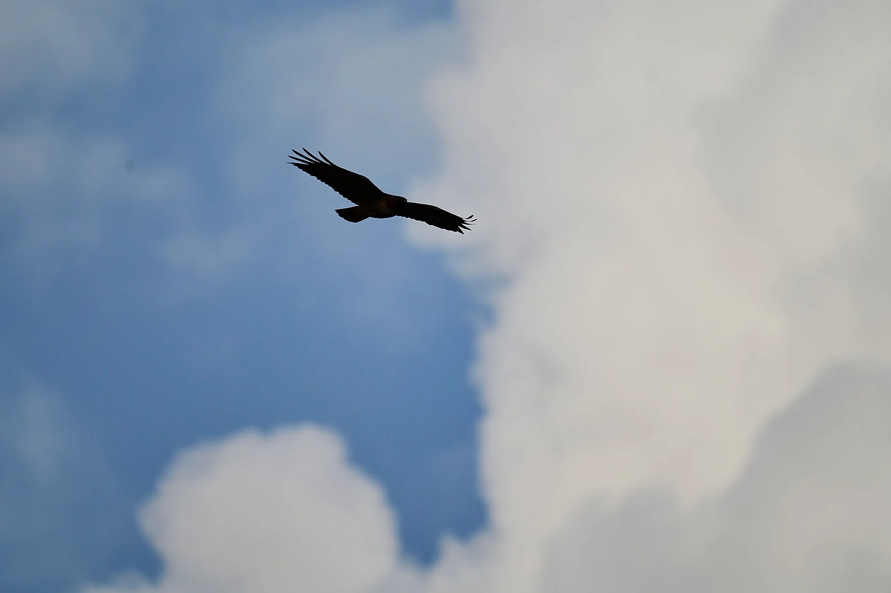 Silhouette of a bird soaring in the sky in front of clouds, viewed from below.