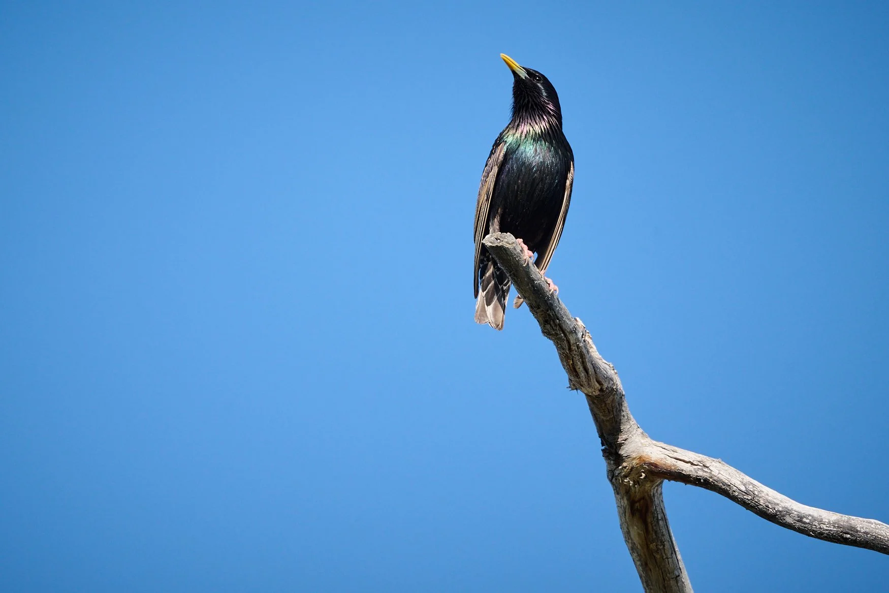 Although regarded as nuisance birds due to their abundance, the Starling is not so bad looking in the proper light.