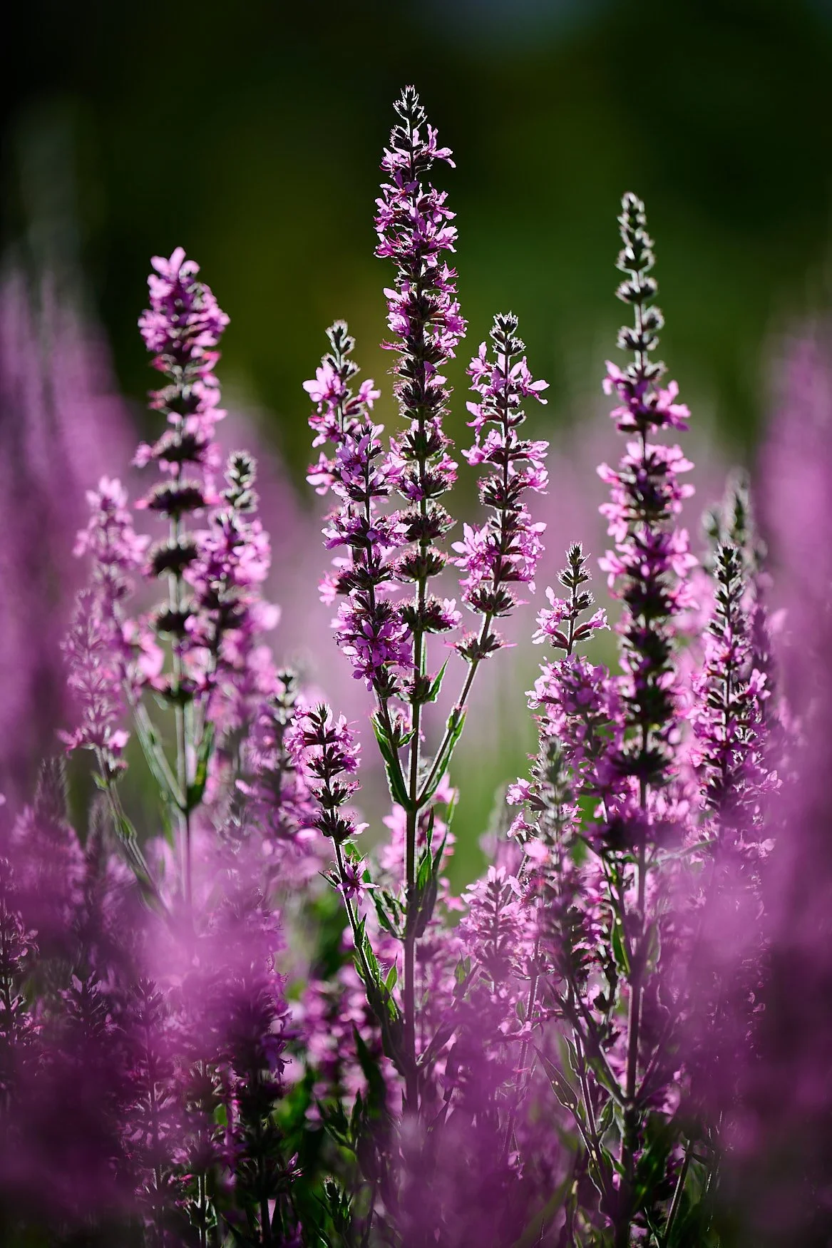 Robert G Allen Photography_Z522873.jpg