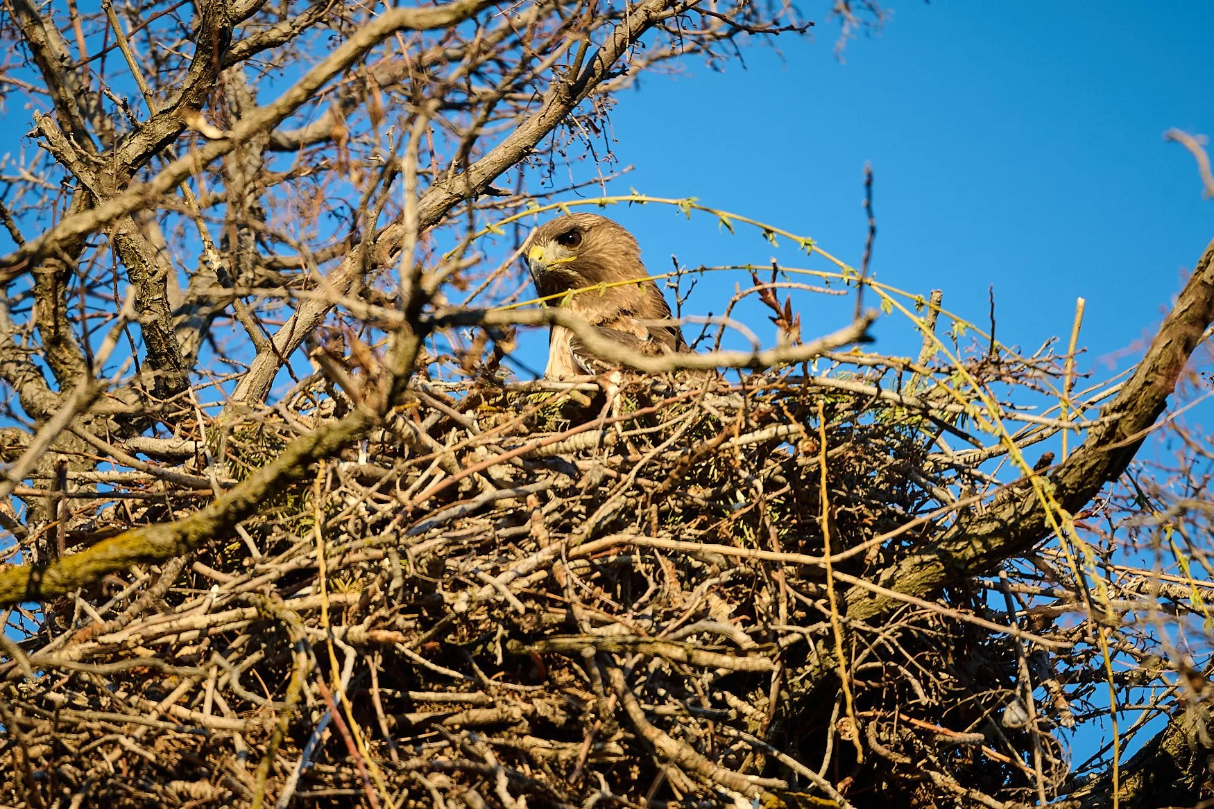 Nikon Z5II sample photos