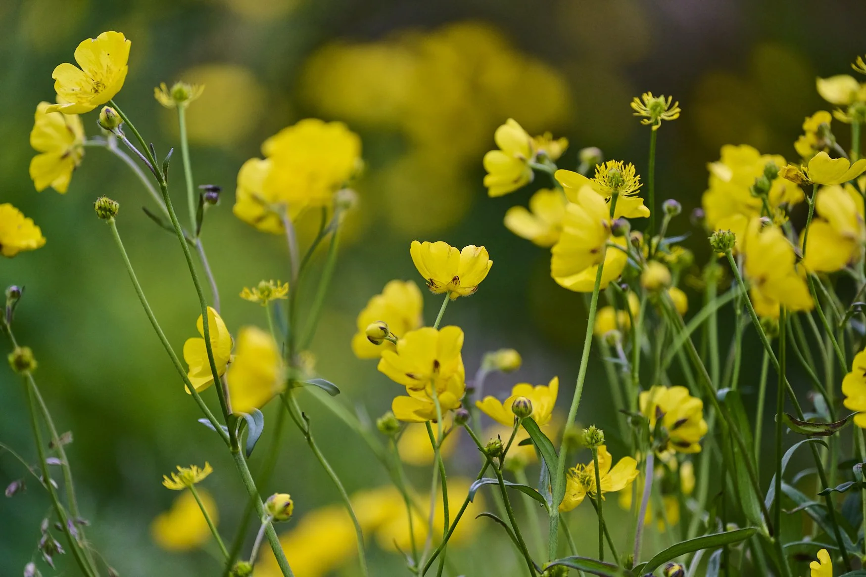Close-up of yellow wildflowers with green stems and leaves, blurred background.