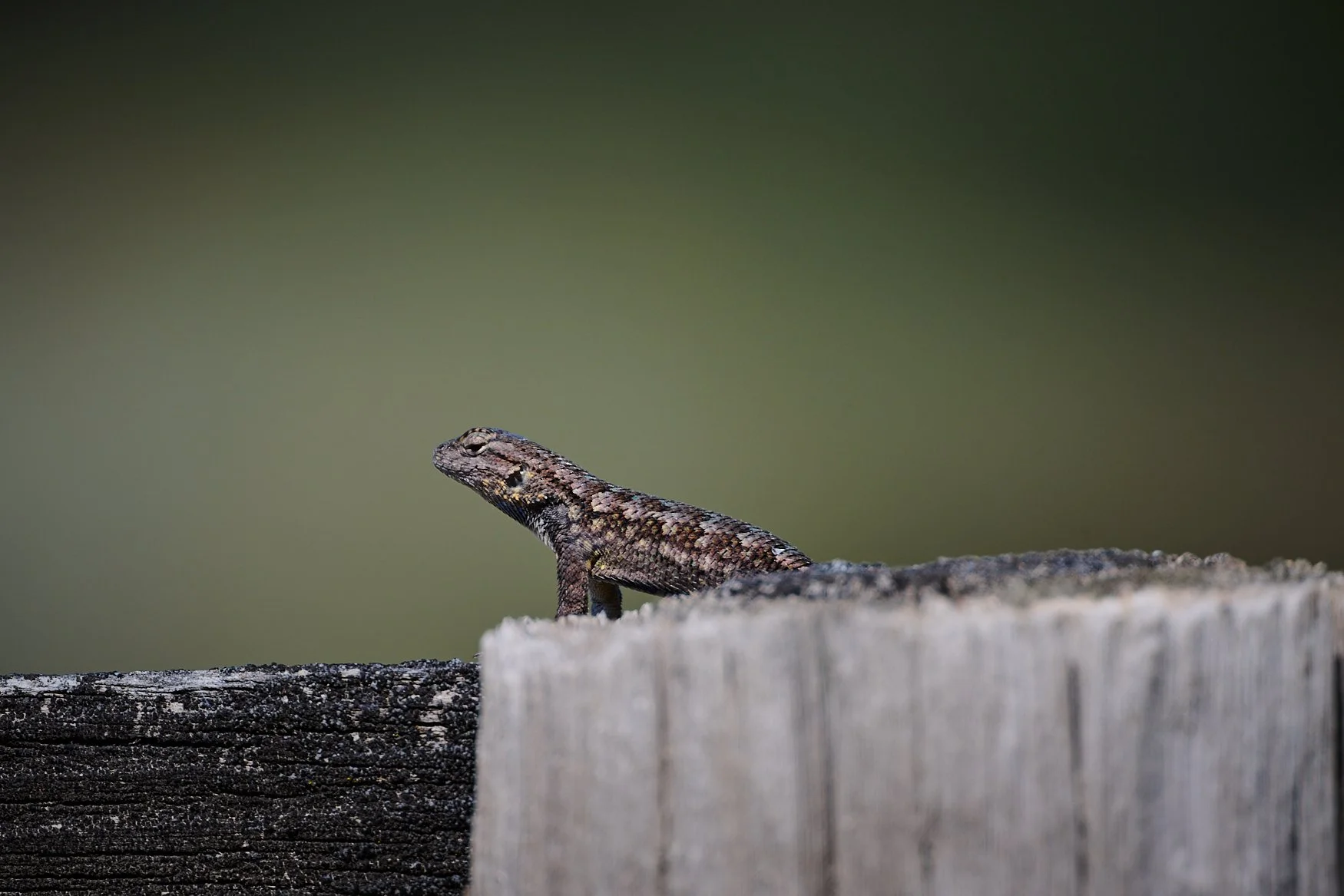 A lizard basks in the warm morning sun while sitting on the top of a fence post.