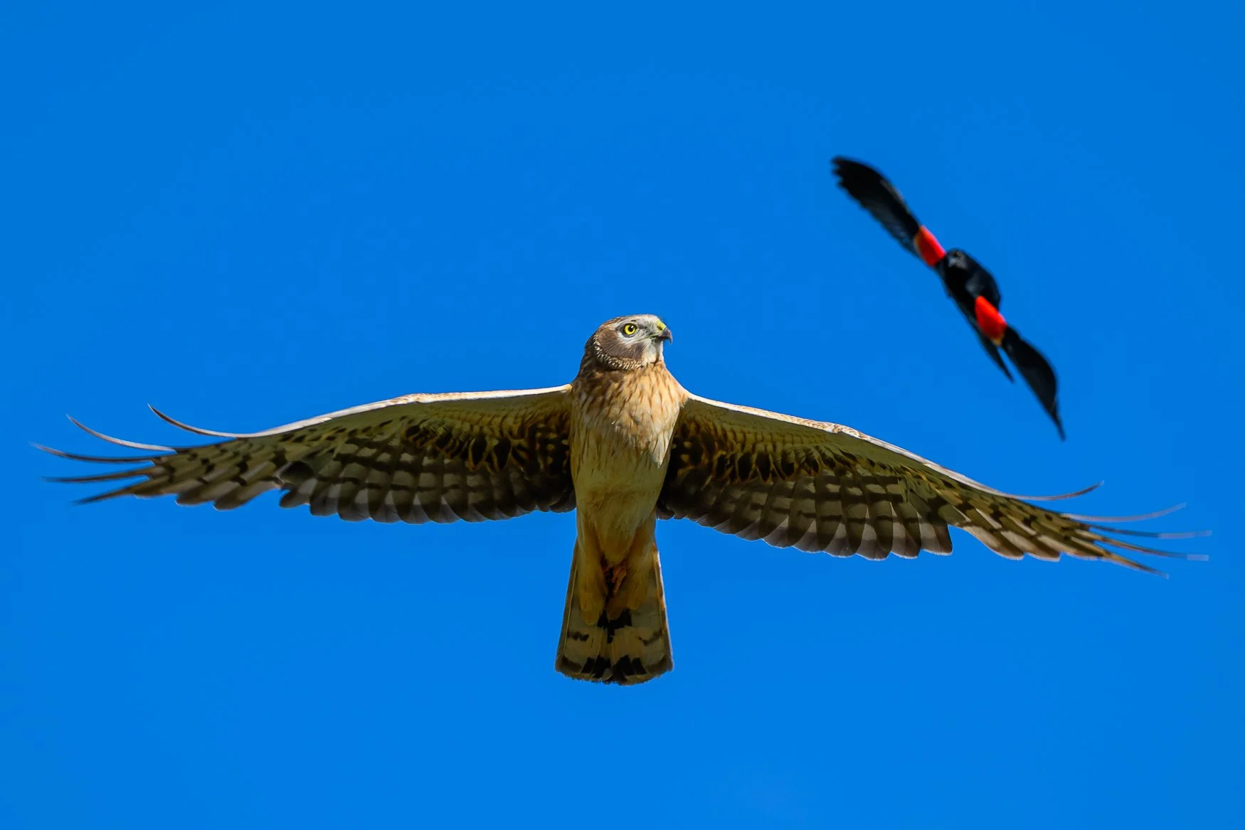 Sample photo taken with the Nikon Z5II and the NIKKOR Z 180-600mm f/5.6-6.3 VR lens