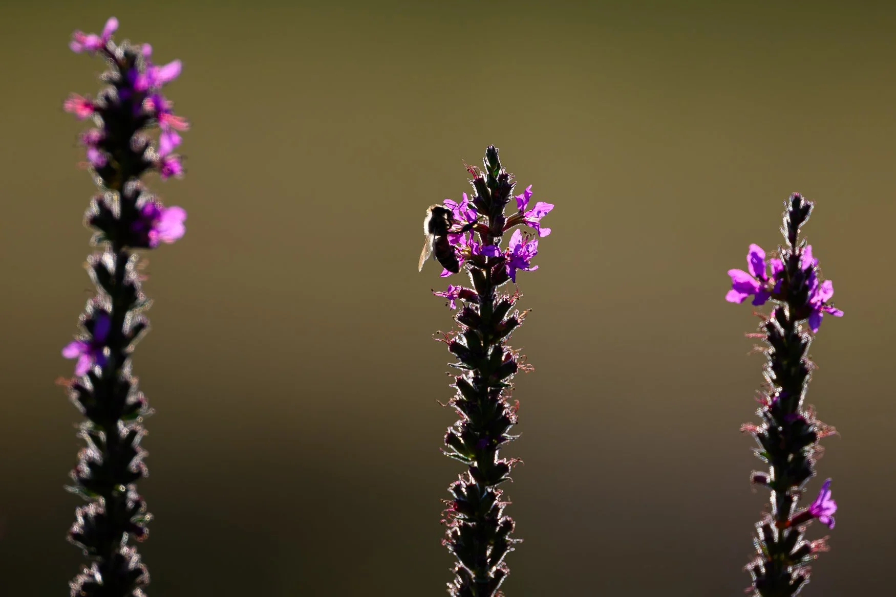 Nikon Z5II sample photos