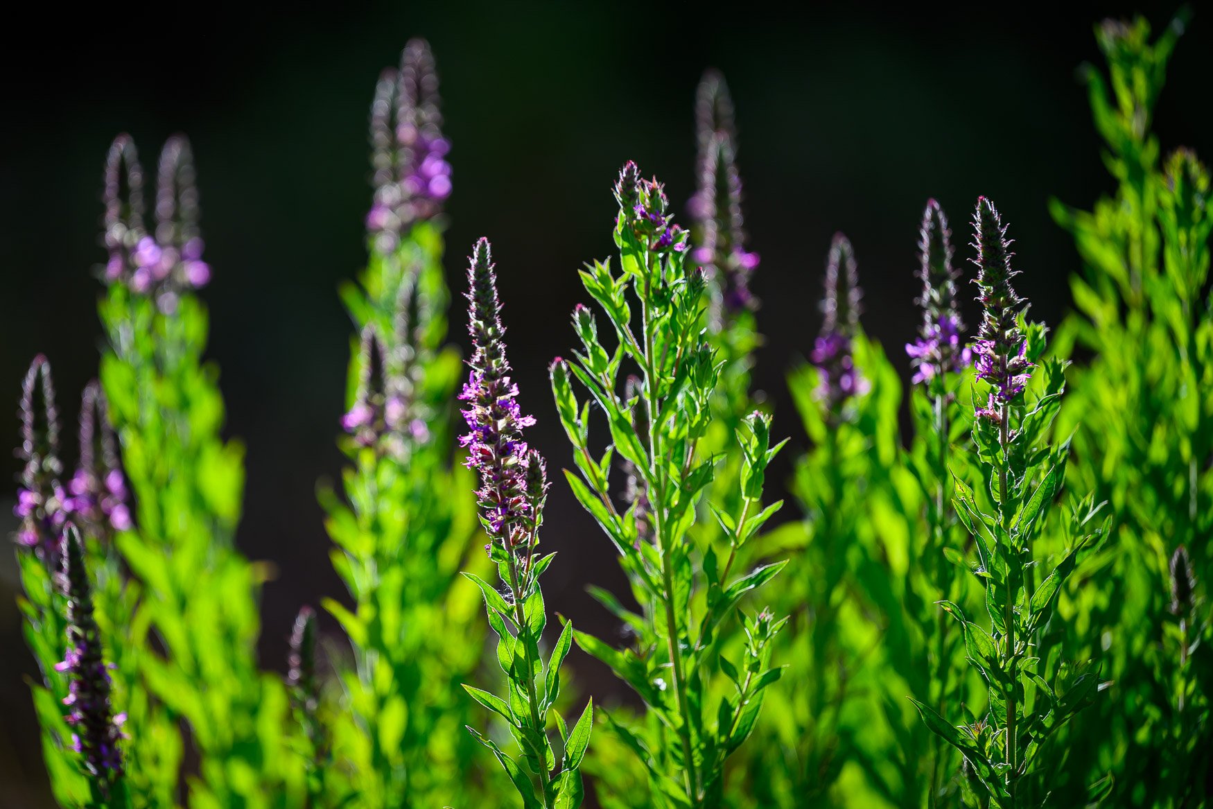 Nikon Z5II sample photos