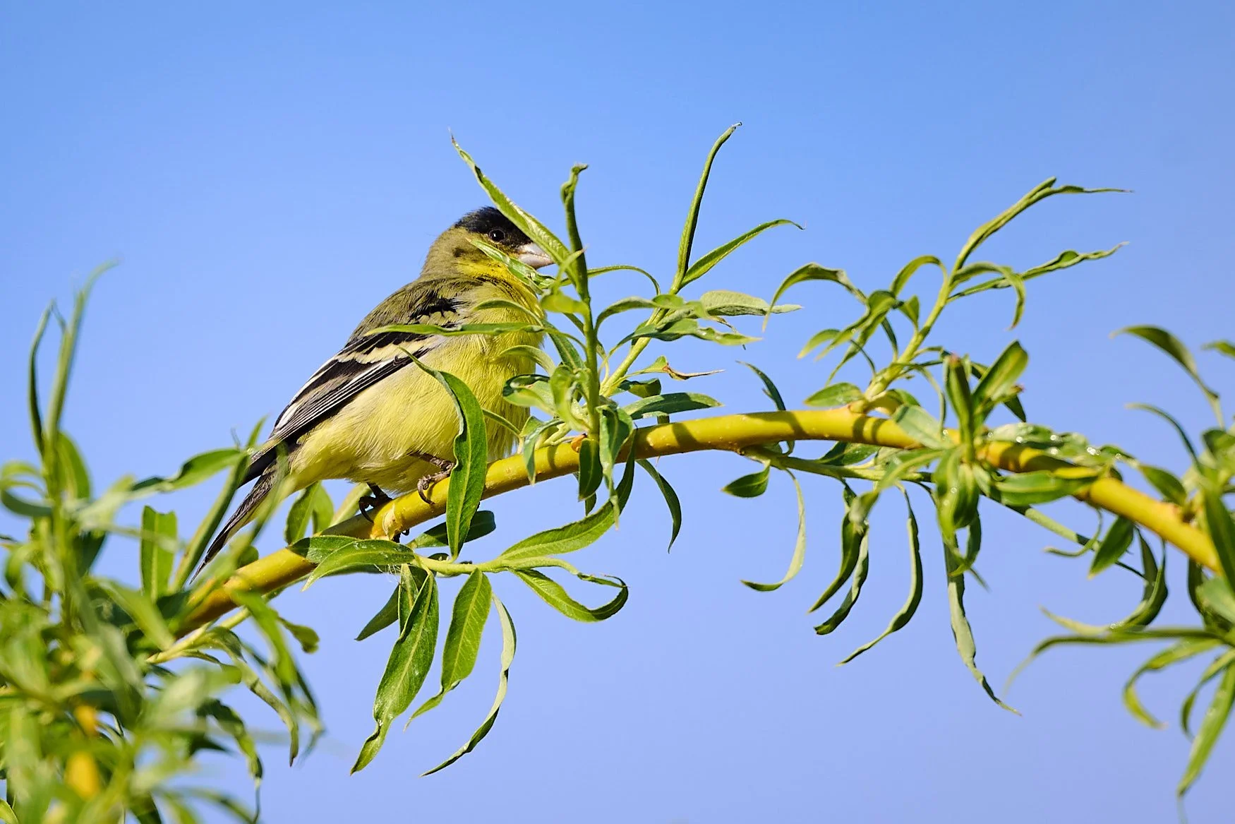 Nikon Z5II sample photos