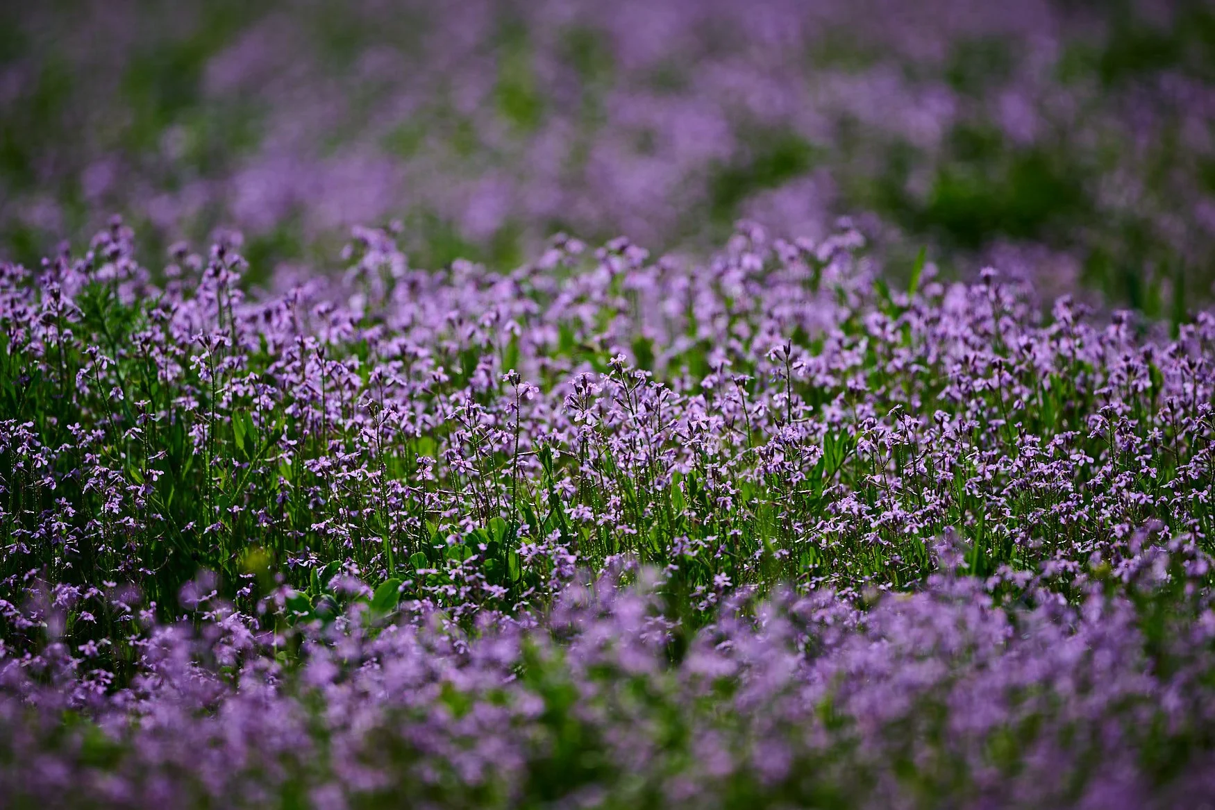 Purple flowers landscape
