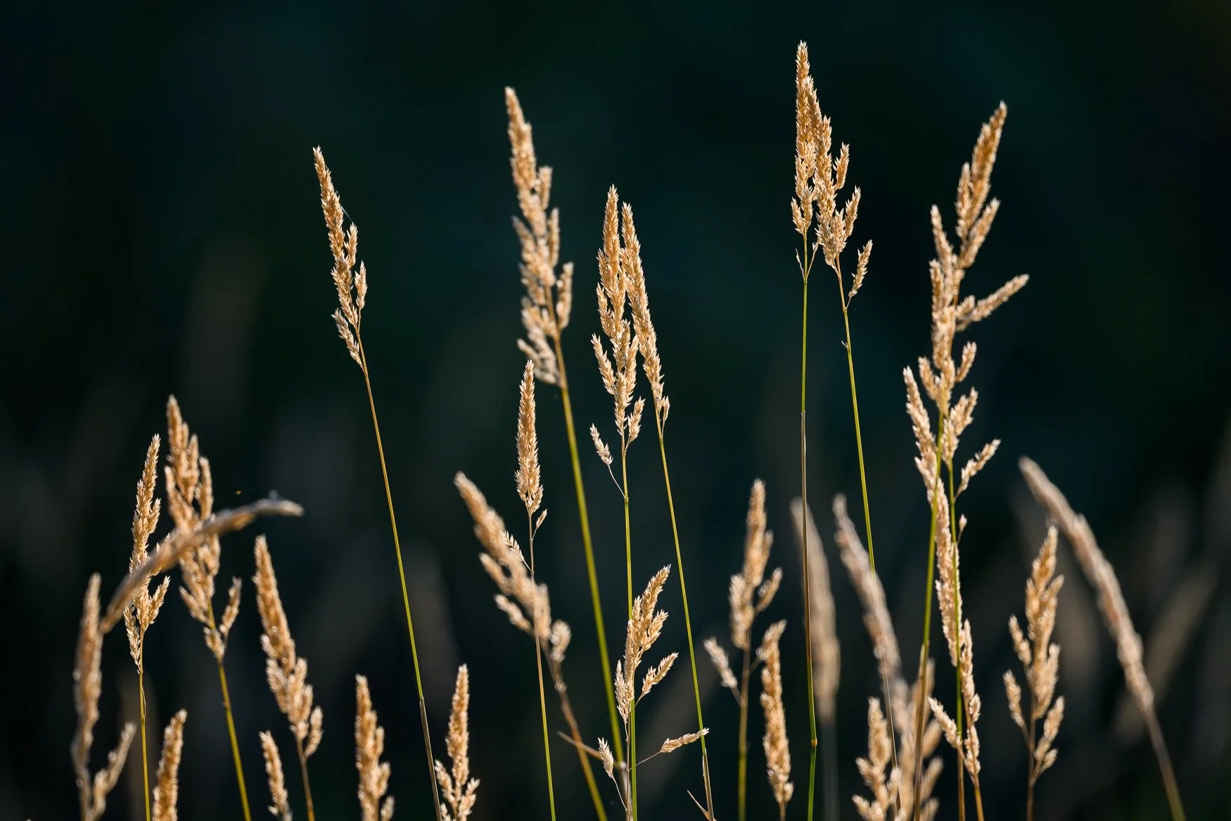 Nikon Z5II sample photos
