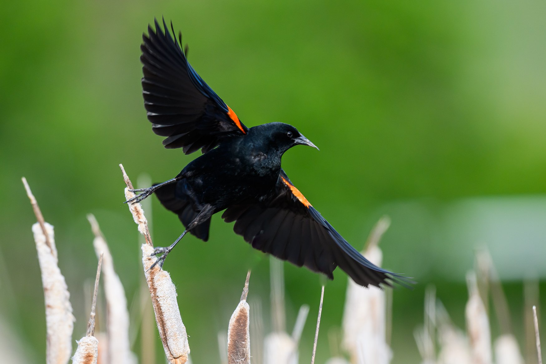 Sample photo taken with the Nikon Z5II and the NIKKOR Z 180-600mm f/5.6-6.3 VR lens