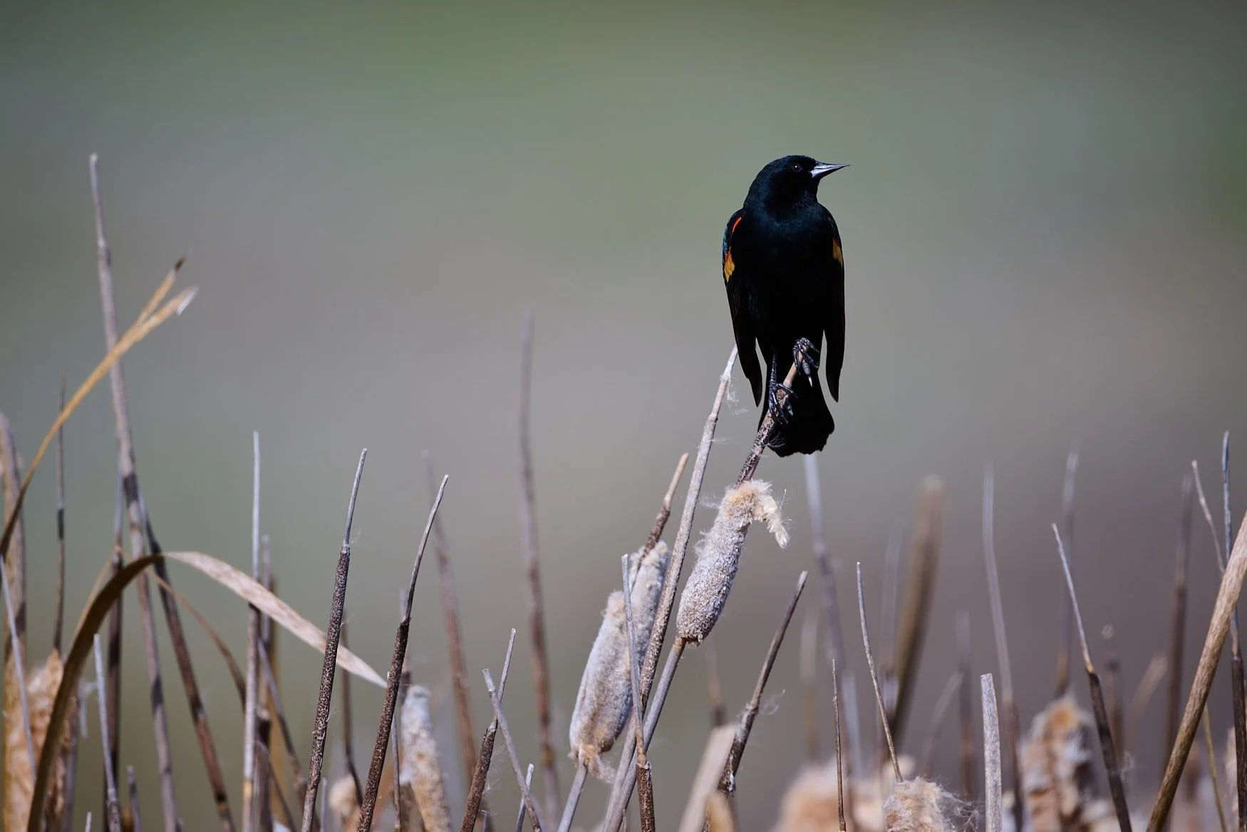 Redwing blackbird in a marsh