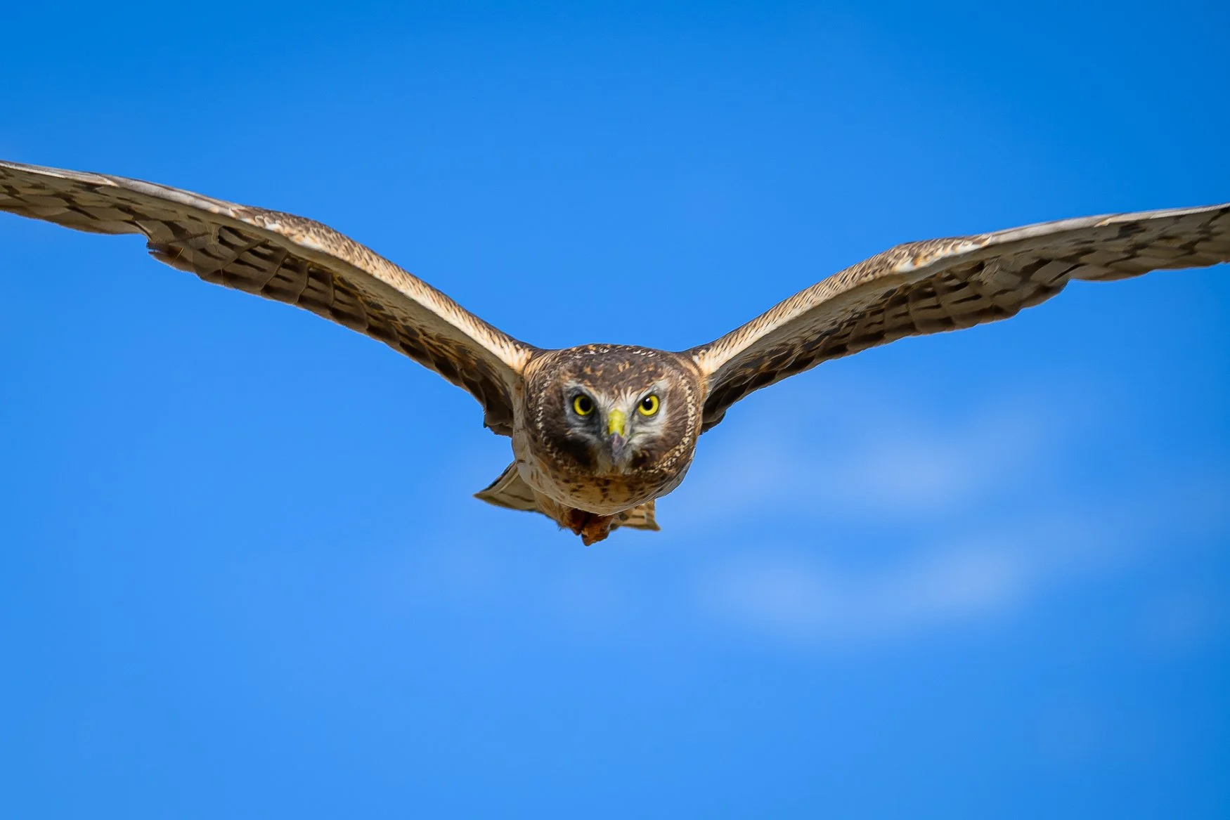 Sample photo taken with the Nikon Z5II and the NIKKOR Z 180-600mm f/5.6-6.3 VR lens