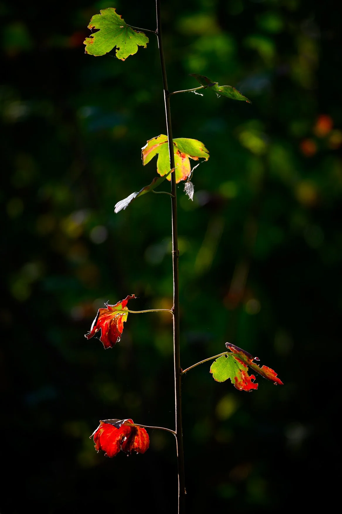 Nikon Z5II sample photos