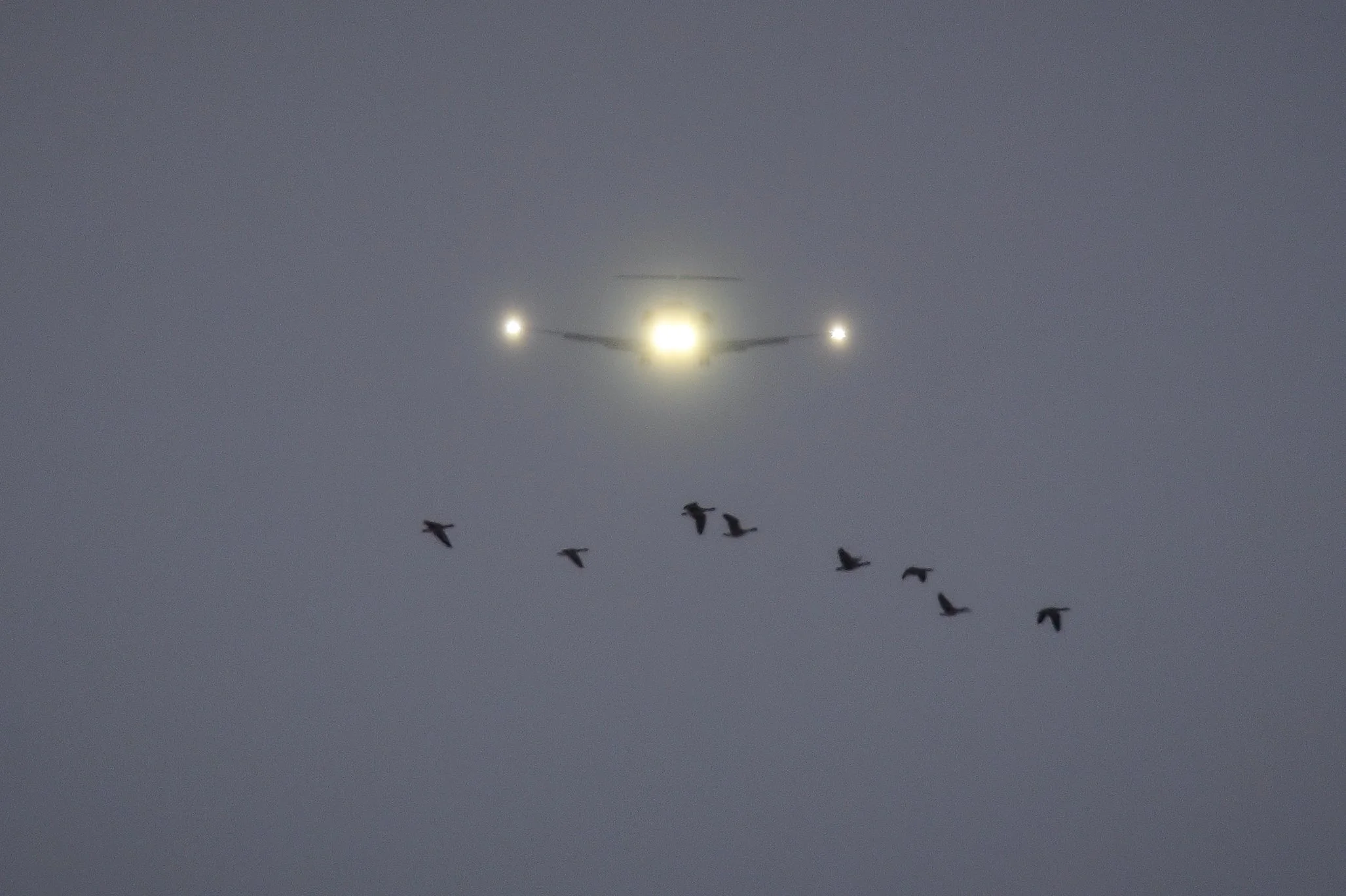 An airplane flying in a cloudy sky with bright lights on its wings, and a flock of birds flying below.