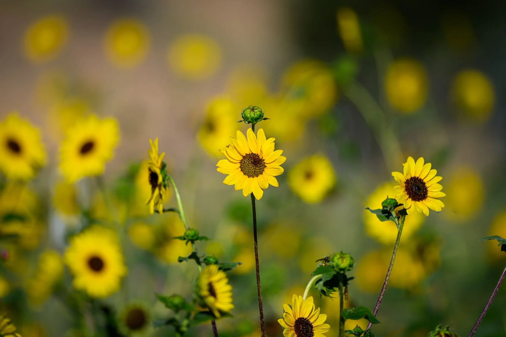 Nikon Z5II sample photos