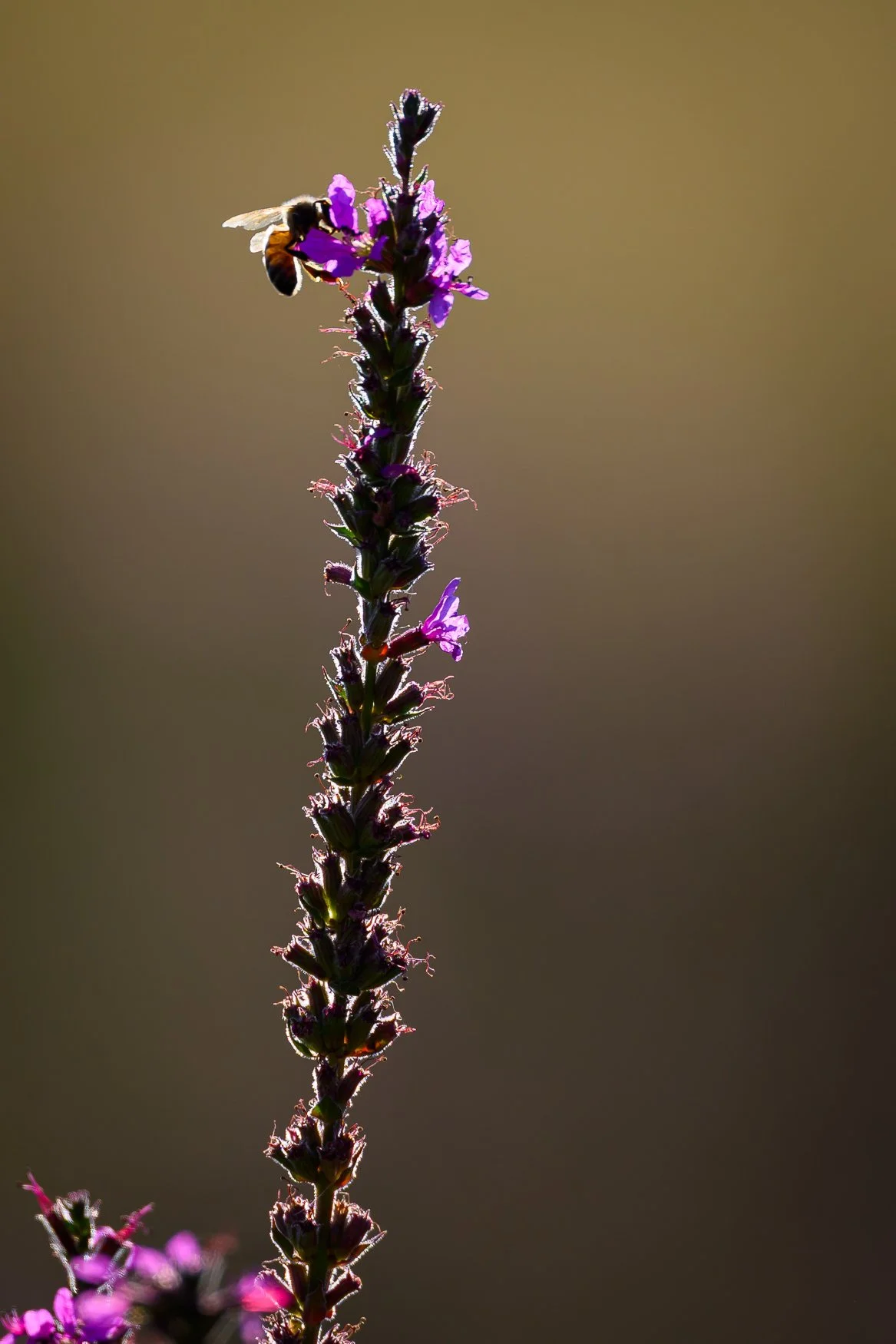 Nikon Z5II sample photos