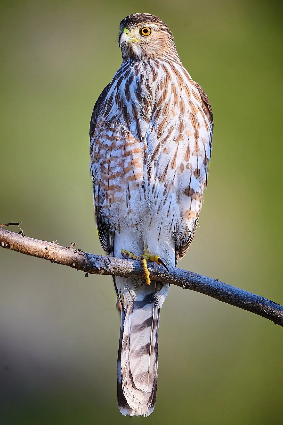 Robert G Allen Photography_Z520155_4.jpg