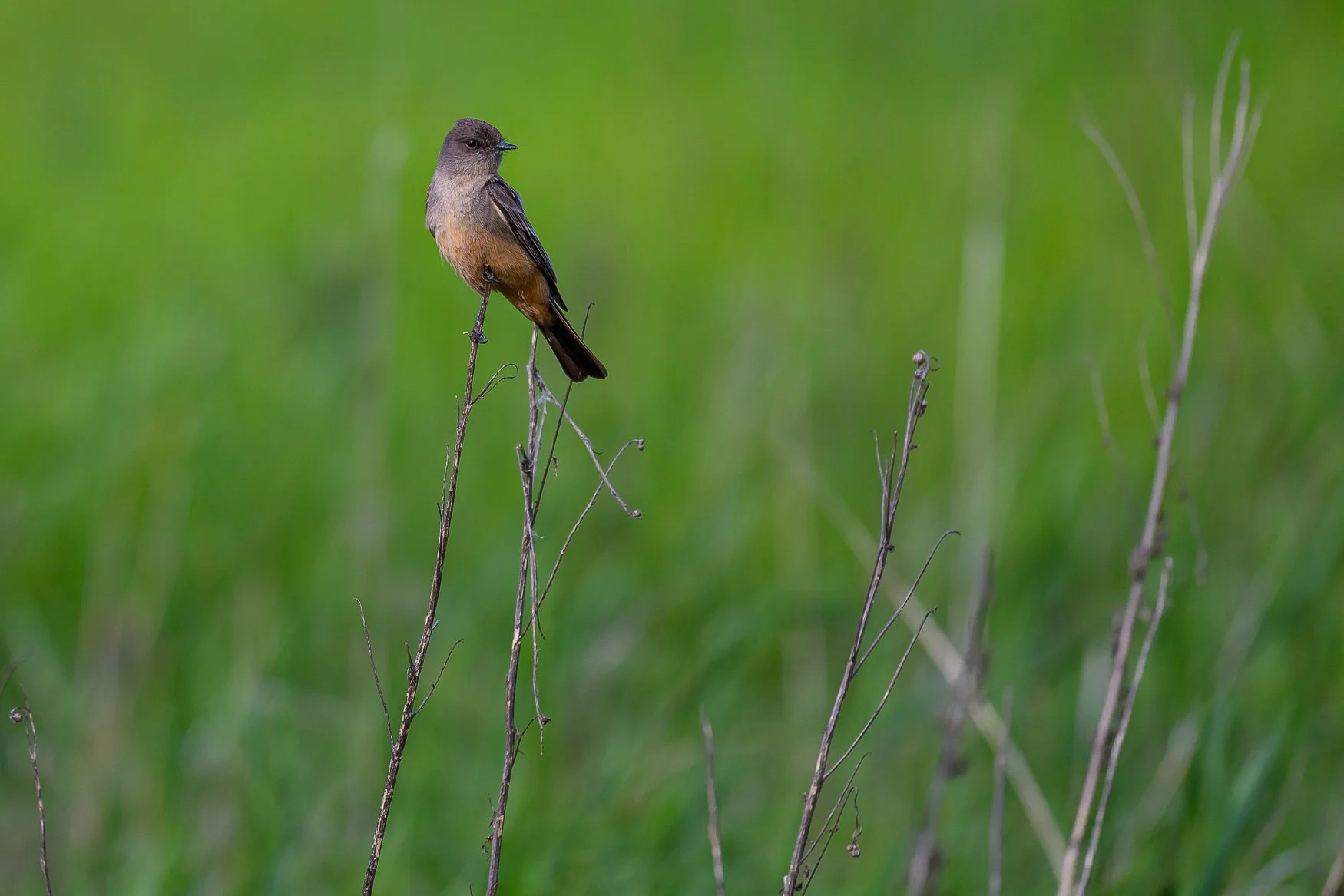 Sample photo taken with the Nikon Z5II and the NIKKOR Z 180-600mm f/5.6-6.3 VR lens