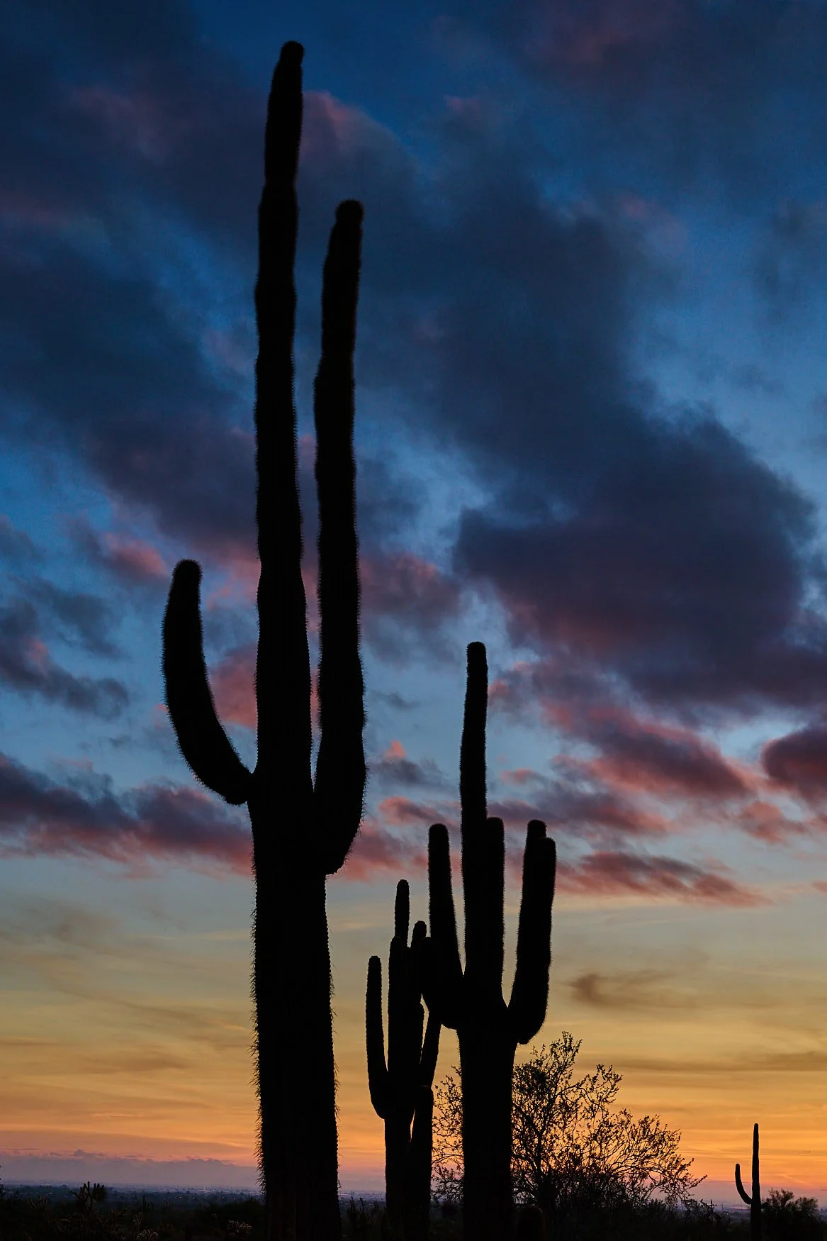 Pro Image Event Photography_NZF0171_1.jpg