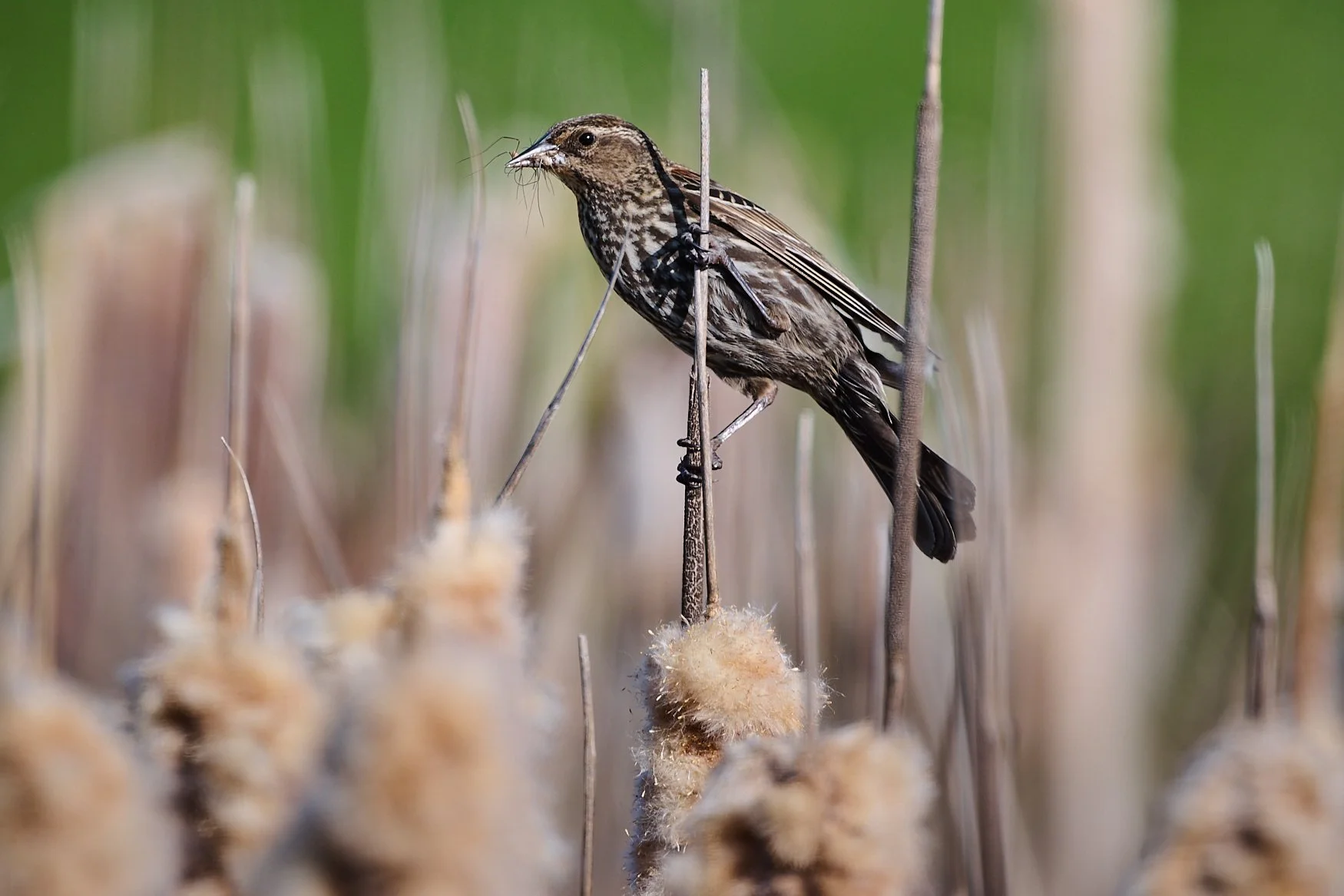 A female Red-Wing blackbird catches a spider to feed to her hungry young who are below and out of site in the marsh.