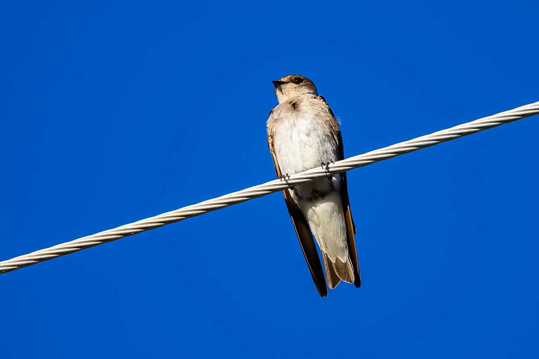 Sample photo taken with the Nikon Z5II and the NIKKOR Z 800mm f/6.3 VR lens