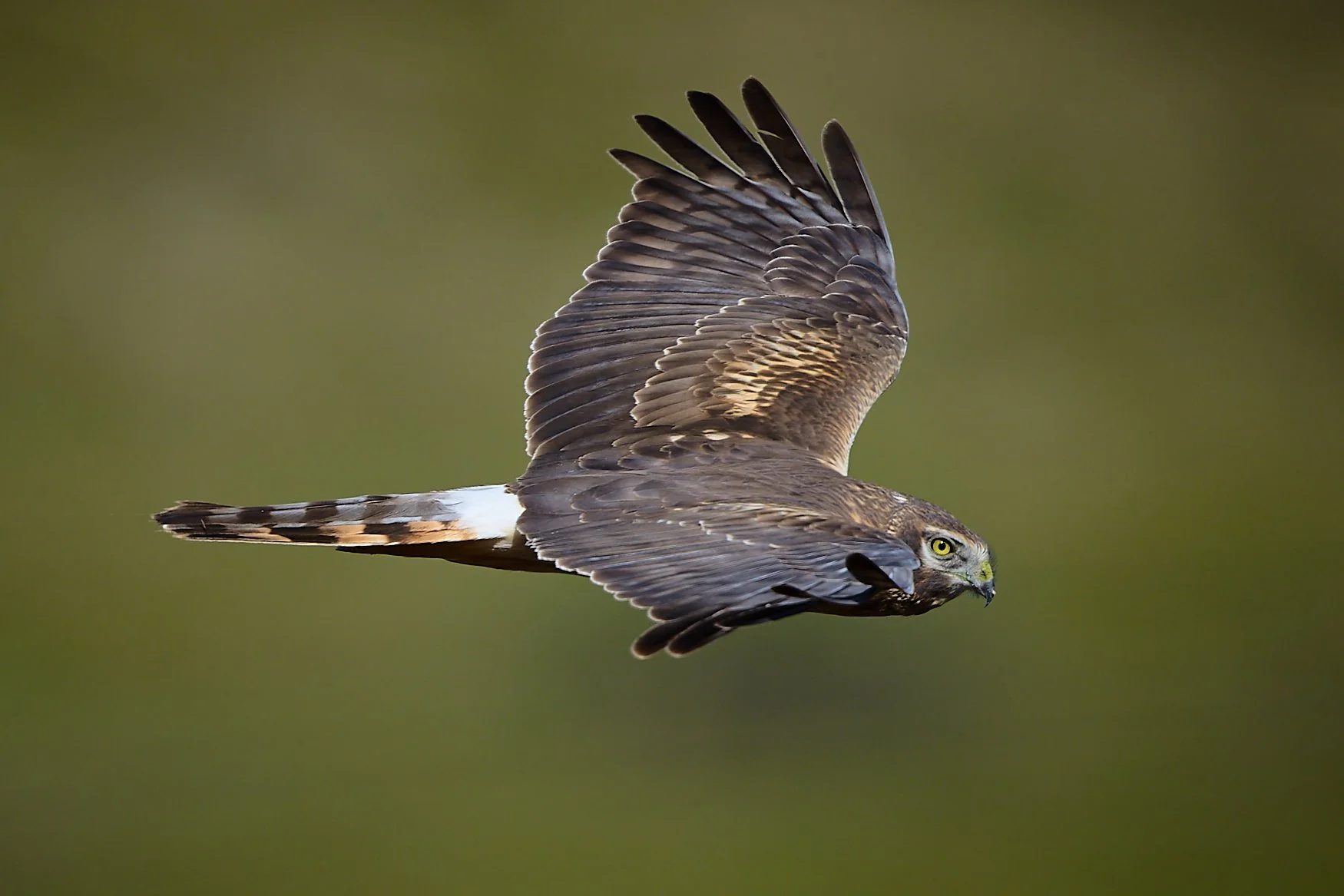 Pro Image Event Photography_NZ82758.jpg