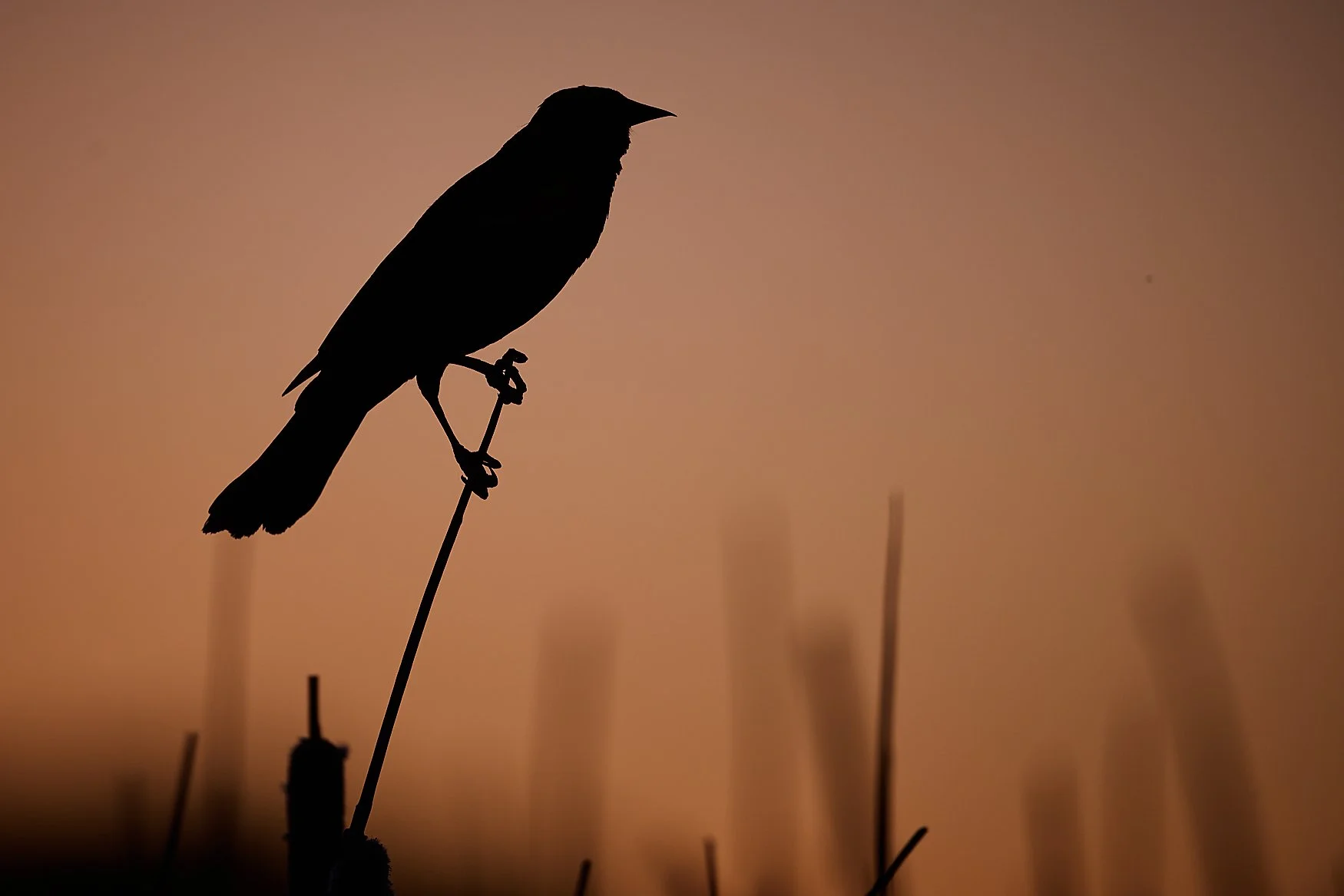 Silhouette of a bird perched on a thin branch against a warm, orange-tinted sky at sunset or sunrise.