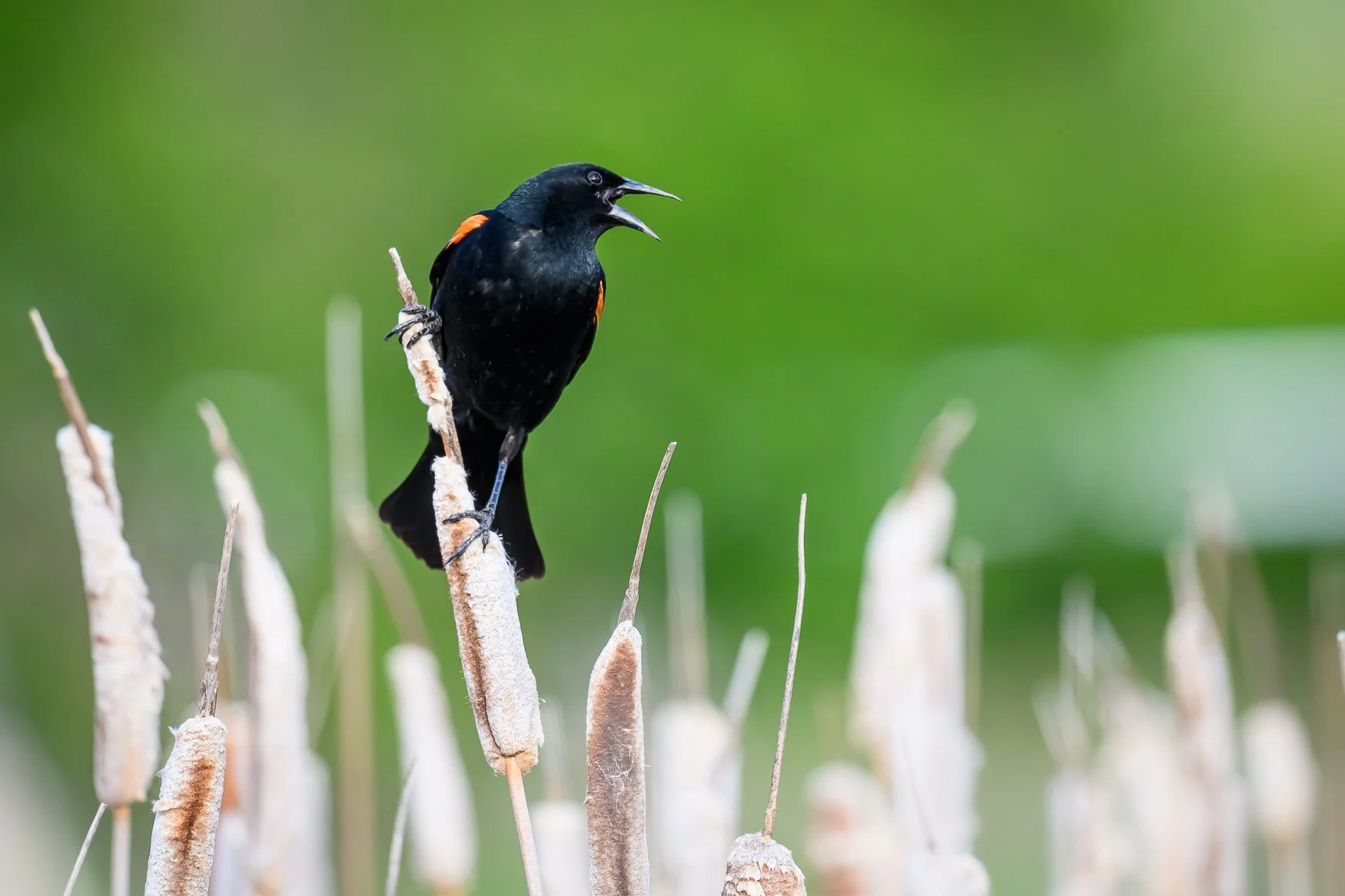 Sample photo taken with the Nikon Z5II and the NIKKOR Z 180-600mm f/5.6-6.3 VR lens