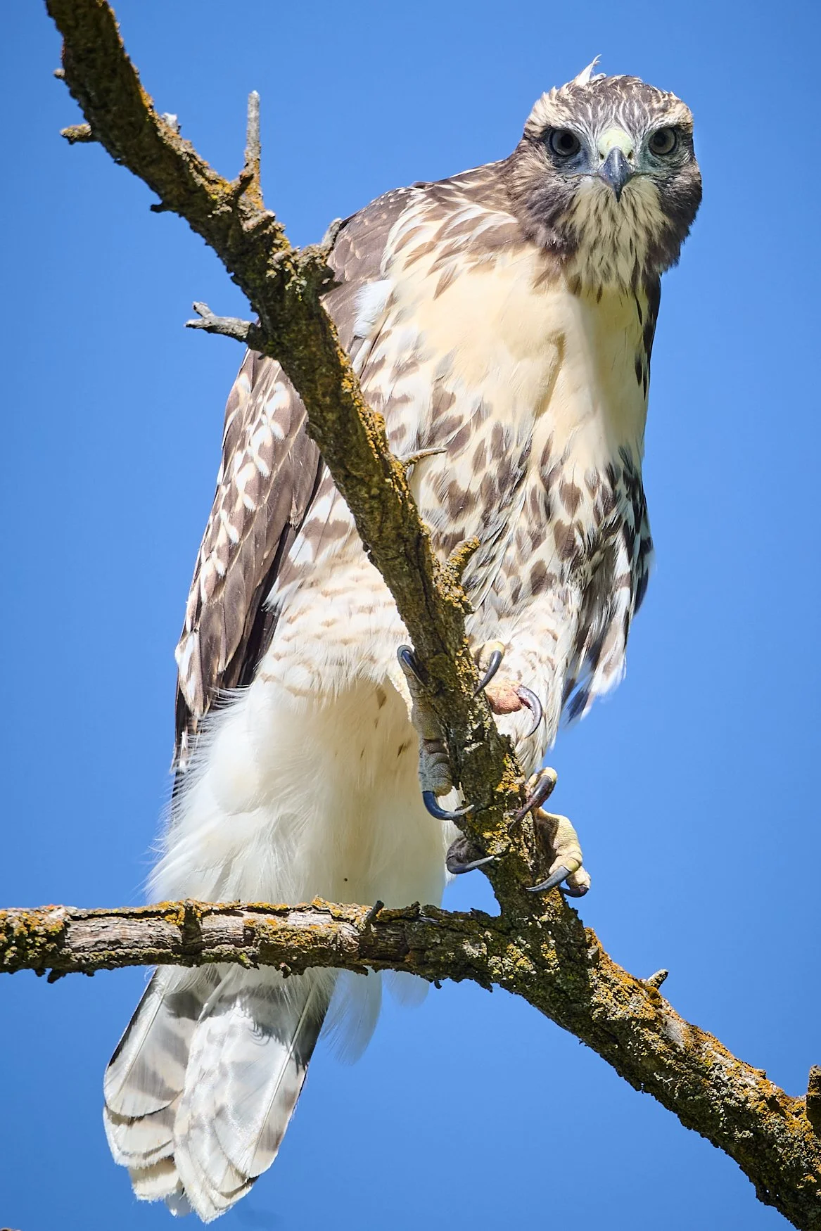 A hawk perched on a tree branch against a clear blue sky, looking directly at the camera.