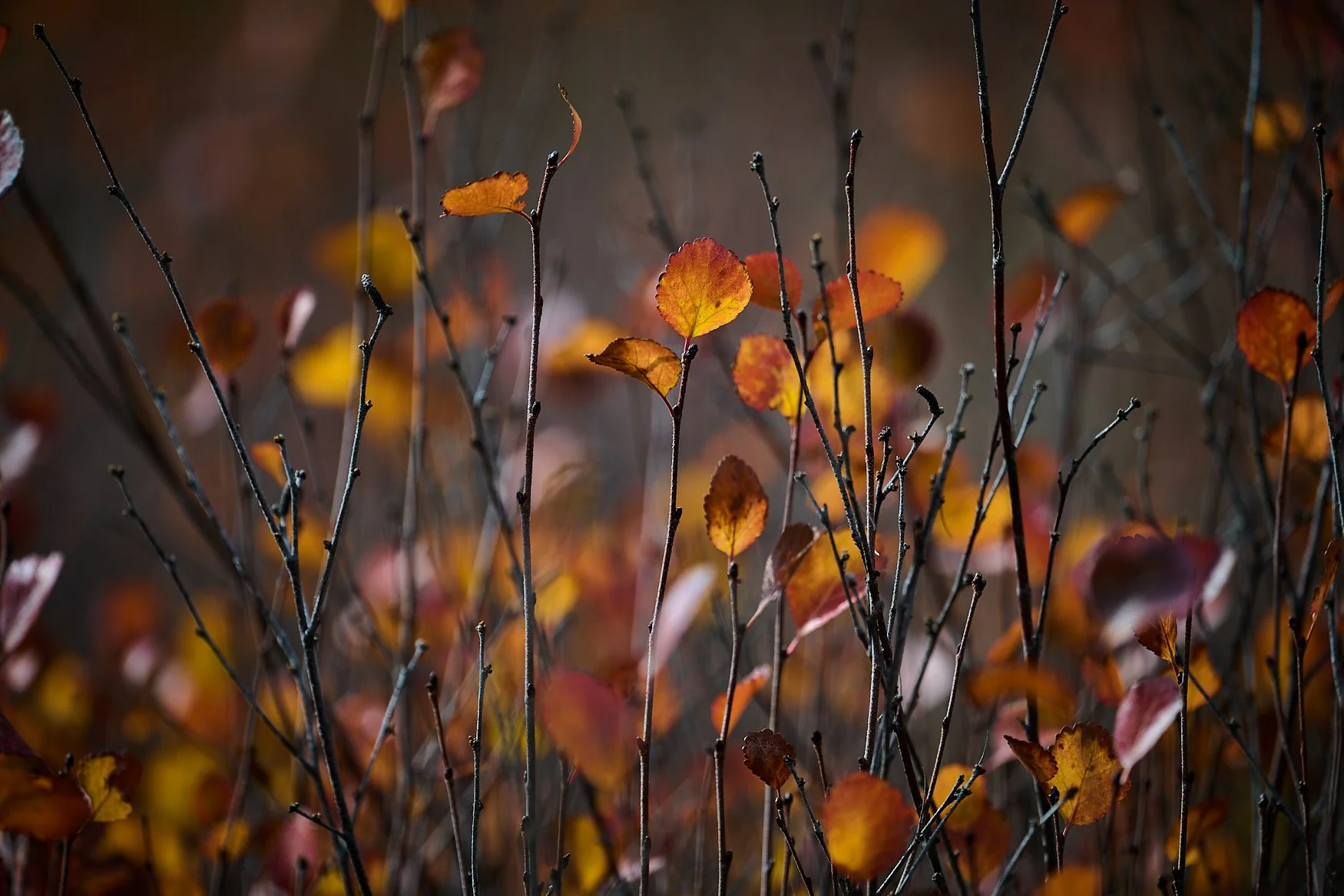 Nikon Z5II sample photos