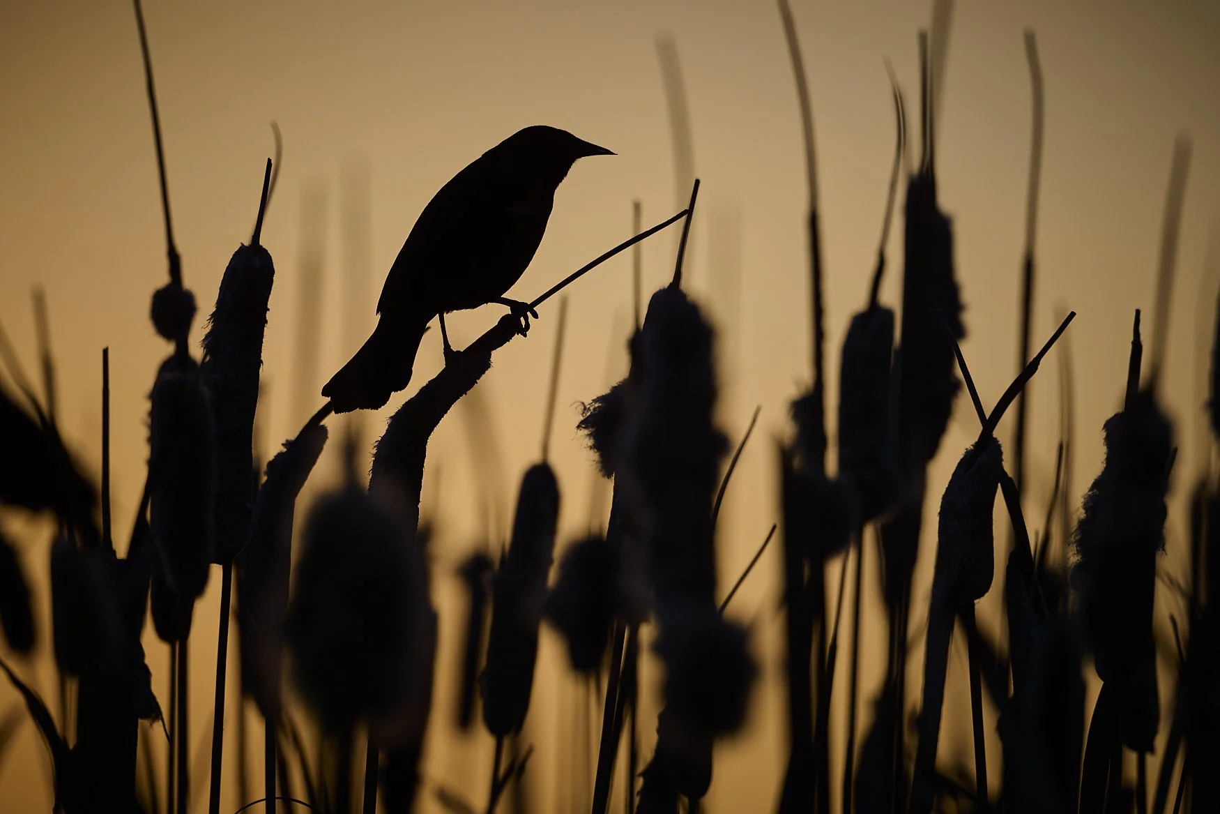 Robert G Allen Photography 26 _NZF1126_3.jpg
