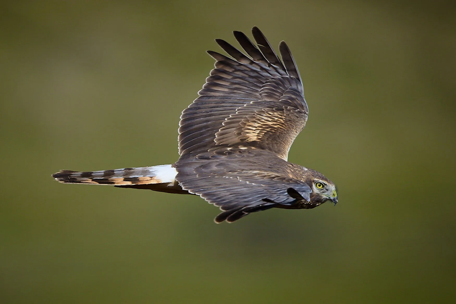 Robert G Allen Photography_NZ82758.jpg