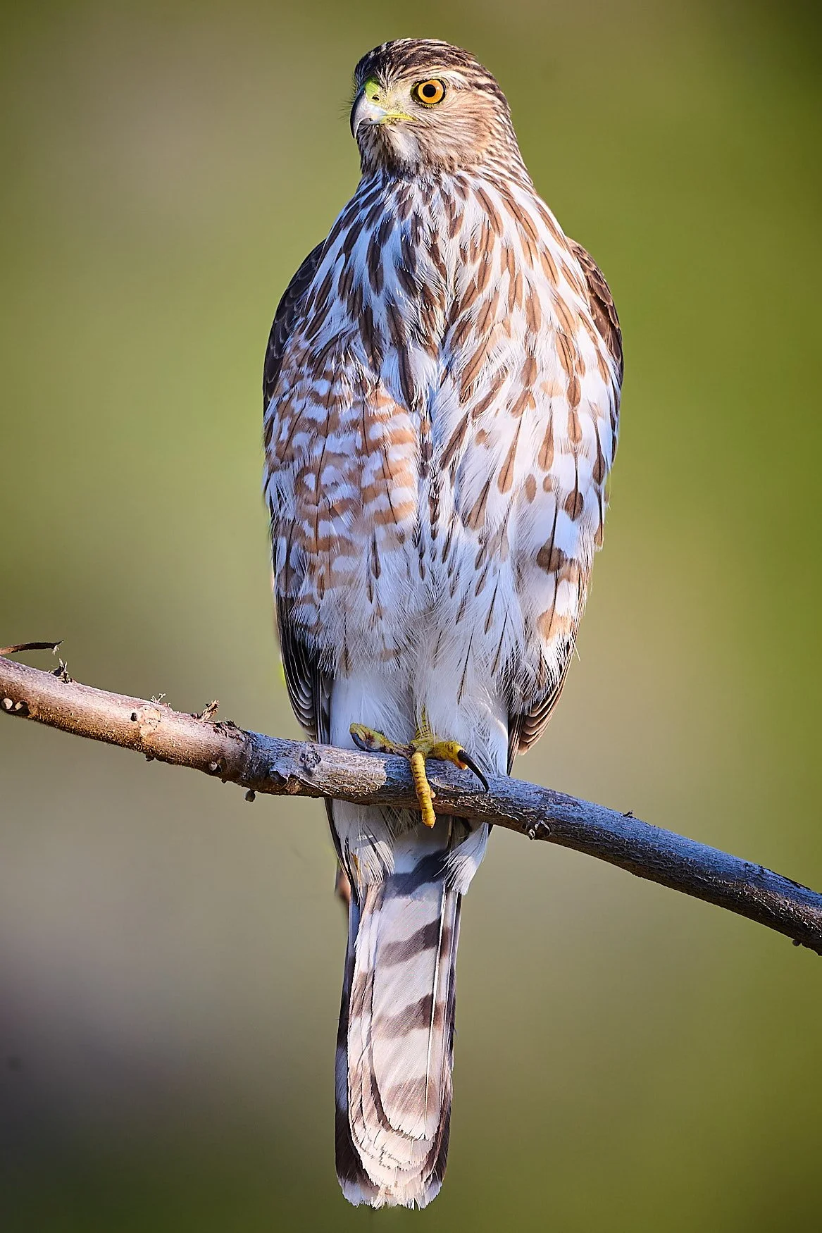 Robert G Allen Photography_Z520155.jpg