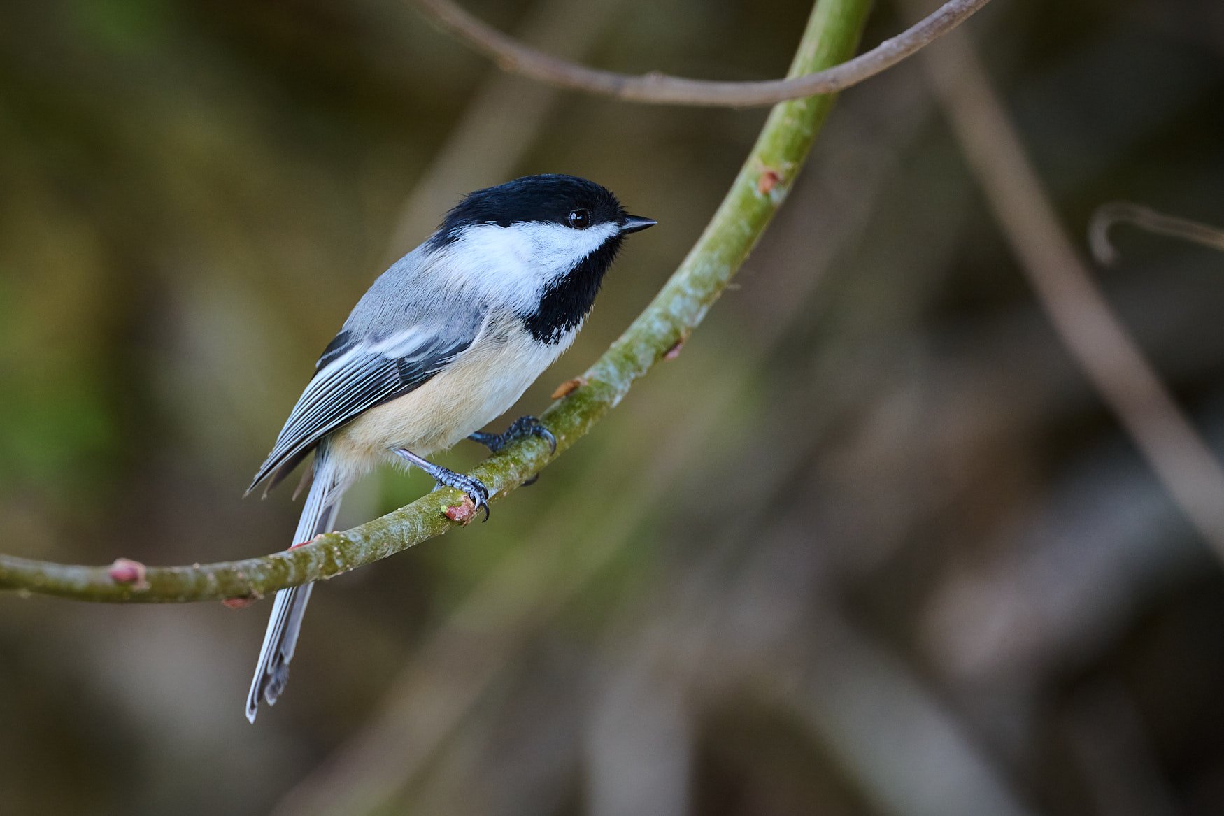 Black-capped Chickadee in a tree on a branch