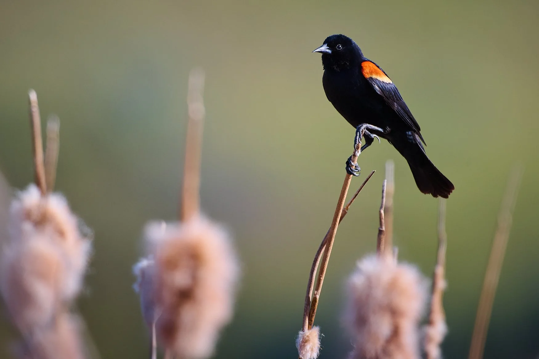 A male red-wing blackbird sporting his red shoulder patches.