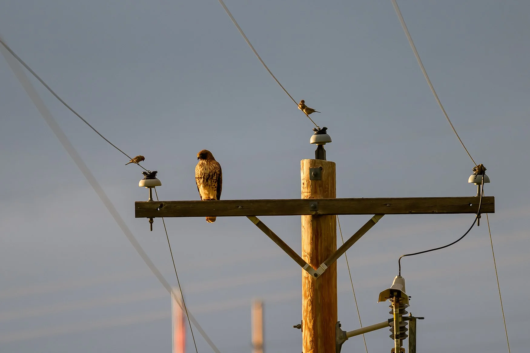 Sample photo taken with the Nikon Z5II and the NIKKOR Z 180-600mm f/5.6-6.3 VR lens