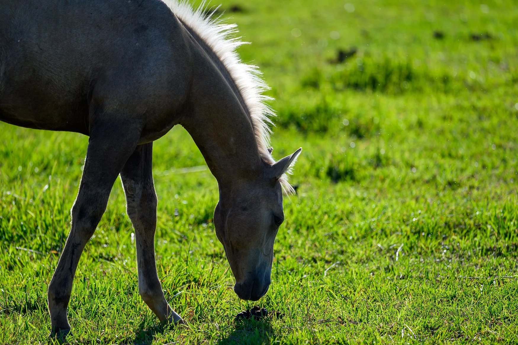 Nikon Z5II sample photos