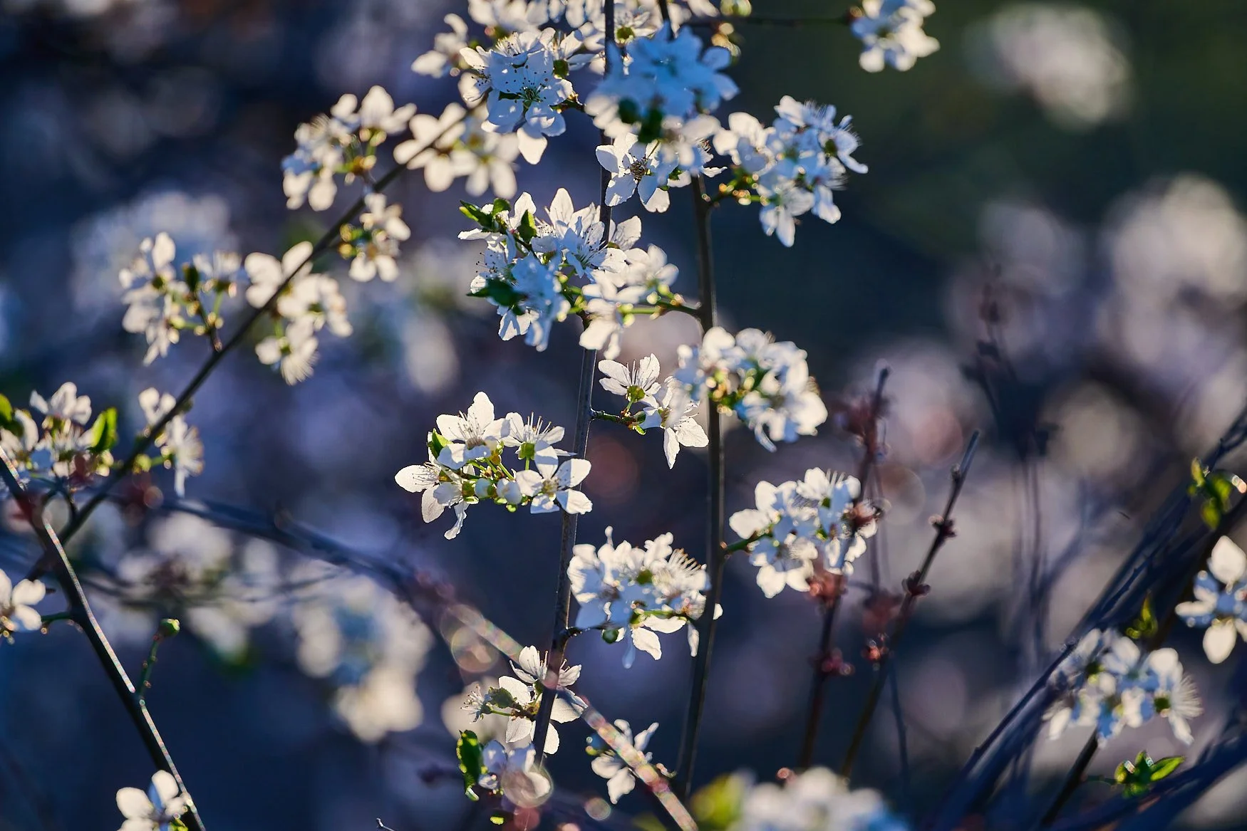 Nikon Z5II sample photos