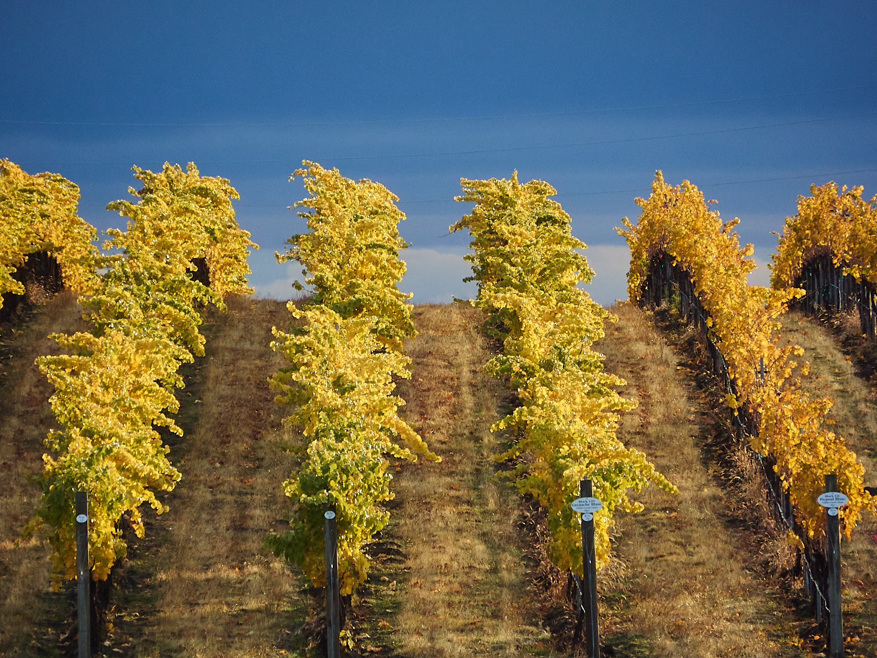 Rows of grapevines with vibrant yellow leaves on a hillside under a dramatic dark blue sky.