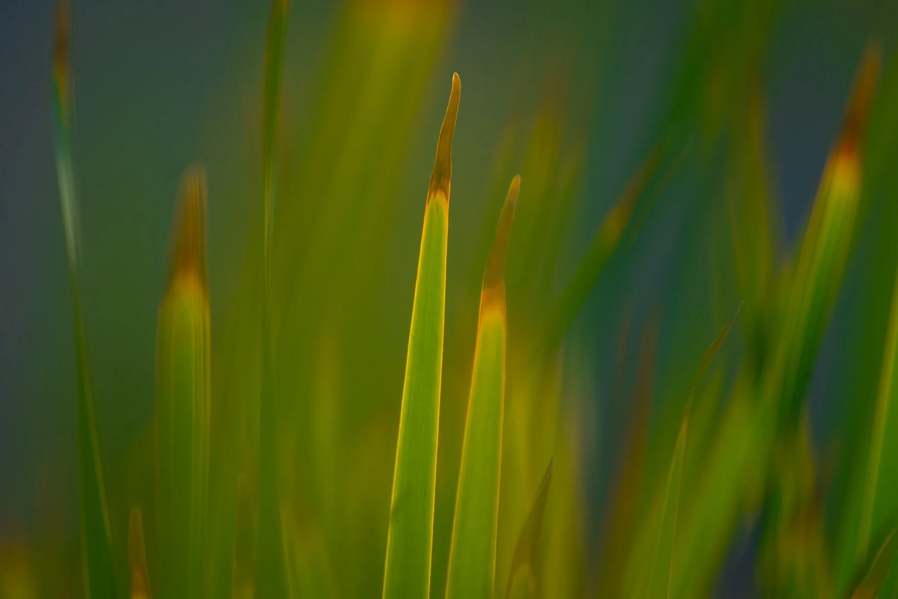 Nikon Z5II sample photos