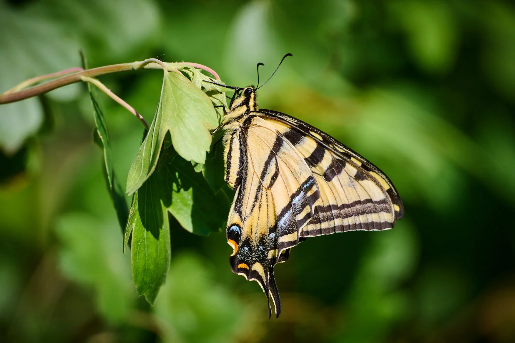 A swallow tail butterfly searching for food among the many mature trees in the area.