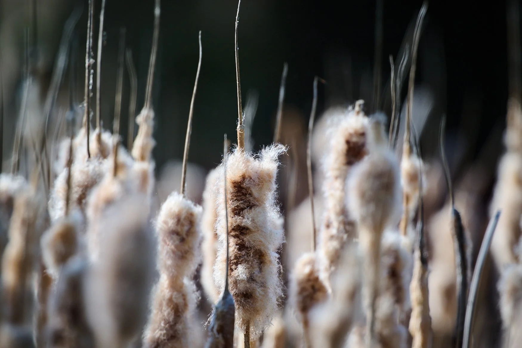 Photographing cattails at 1200mm makes for an interesting composition.
