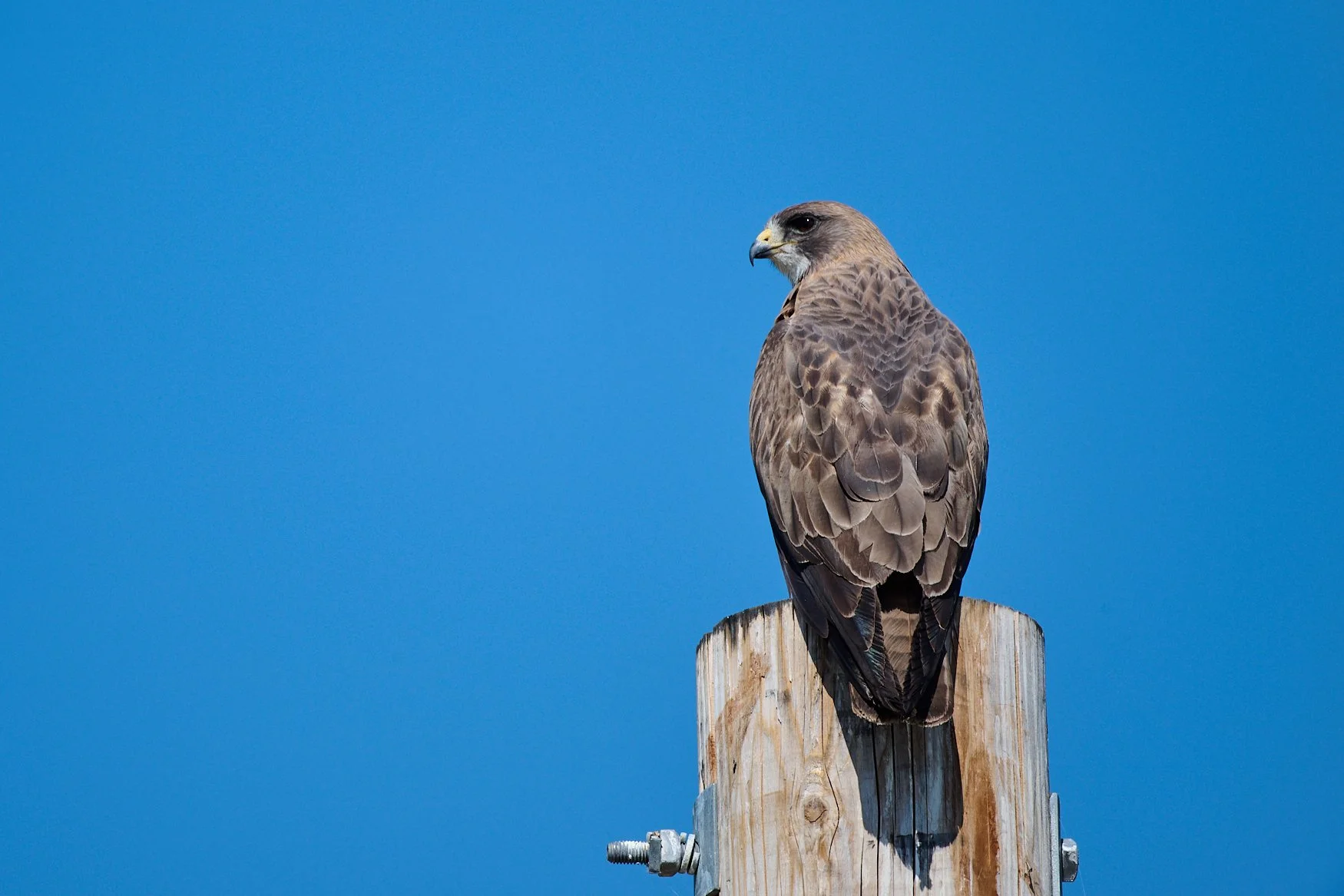 A raptor (that’s as specific as I can get. If someone knows what type of bird this is, please indicate in the comments below-no sign in required) way up on top of a utility pole.