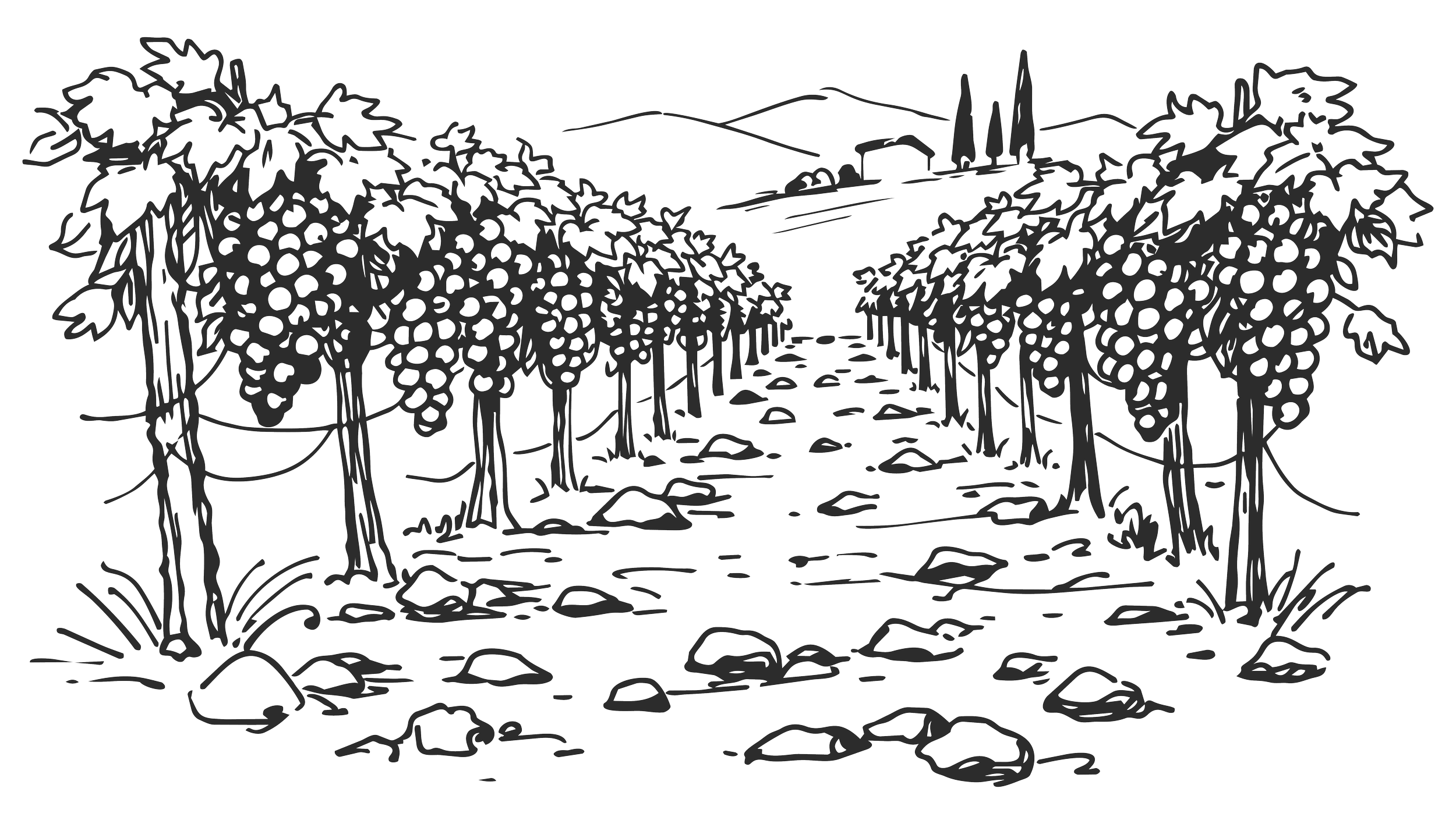 Illustration of SJR Vineyard in the Rocks District